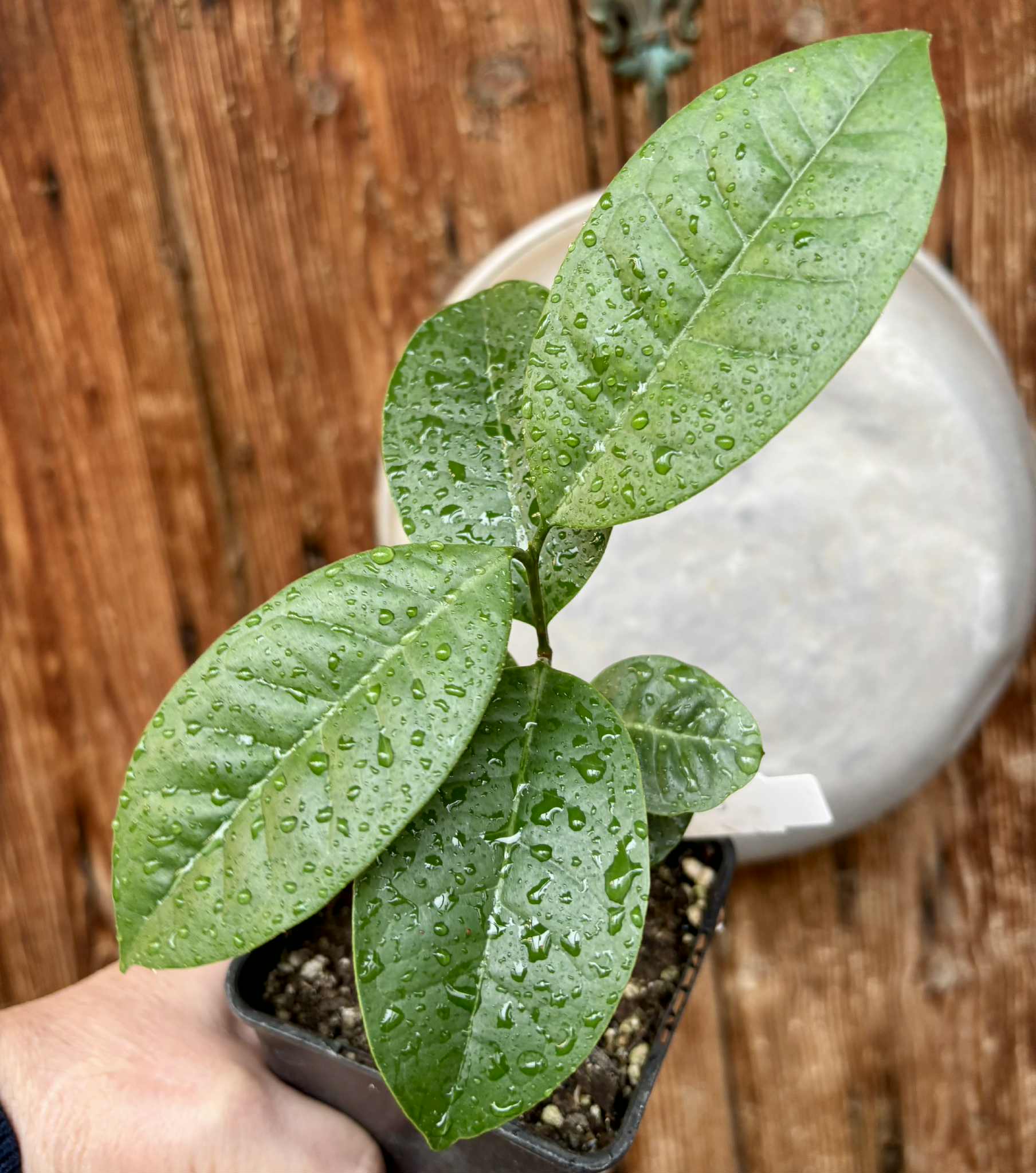 Eugenia bahiensis  - 1 potted plant / 1 getopfte Pflanze