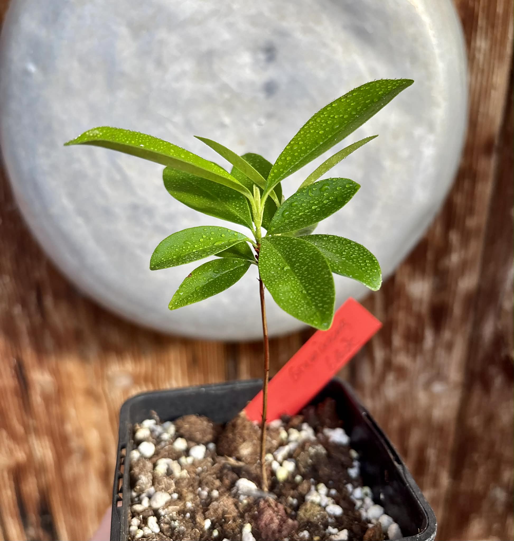 Grumixama (Eugenia brasiliensis) - 1 potted seedling / 1 getopfter Sämling