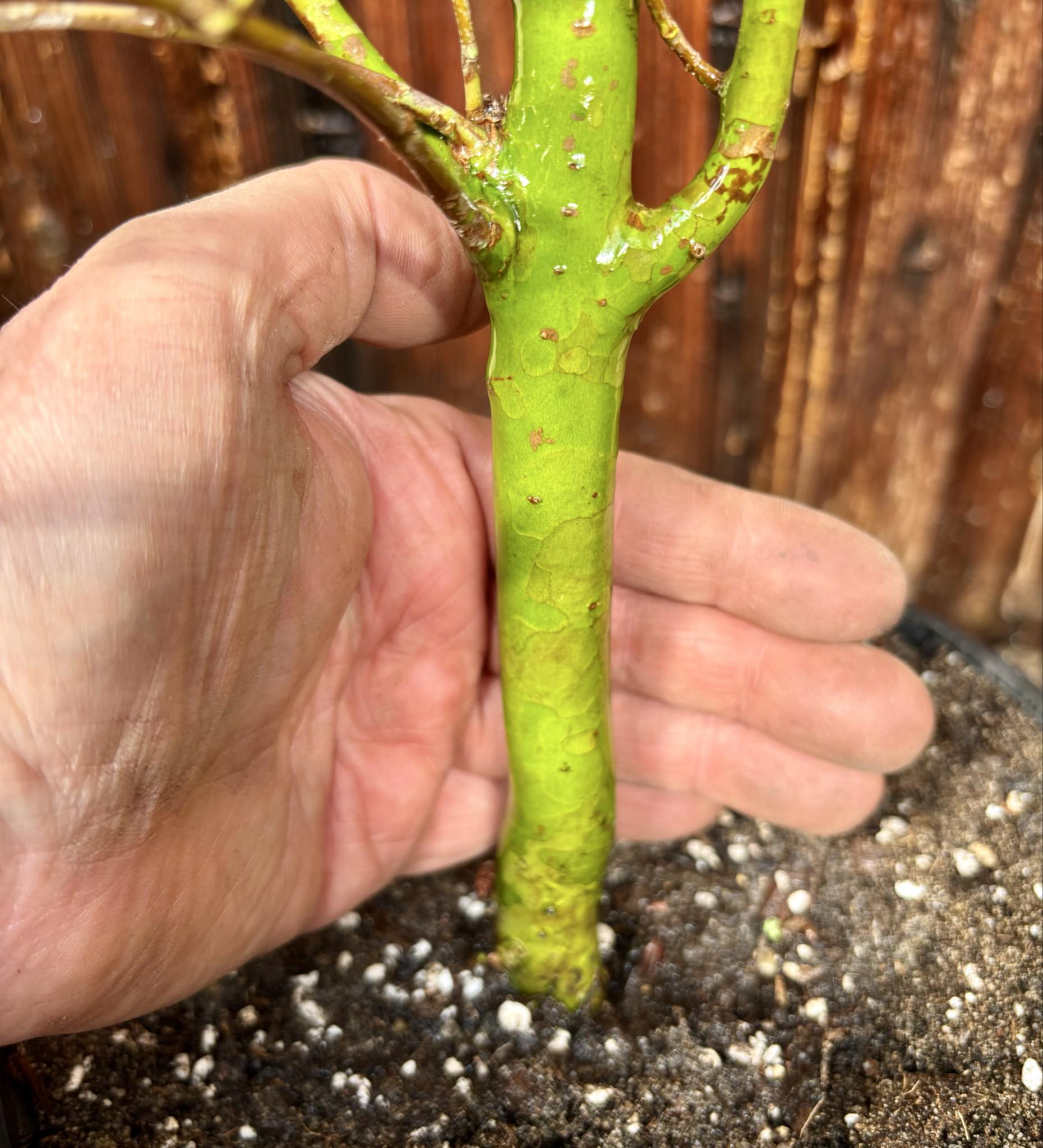 5 years old - Cherry of Rio Grande (Eugenia involucrata) - 1 potted plant / 1 getopfte Pflanze