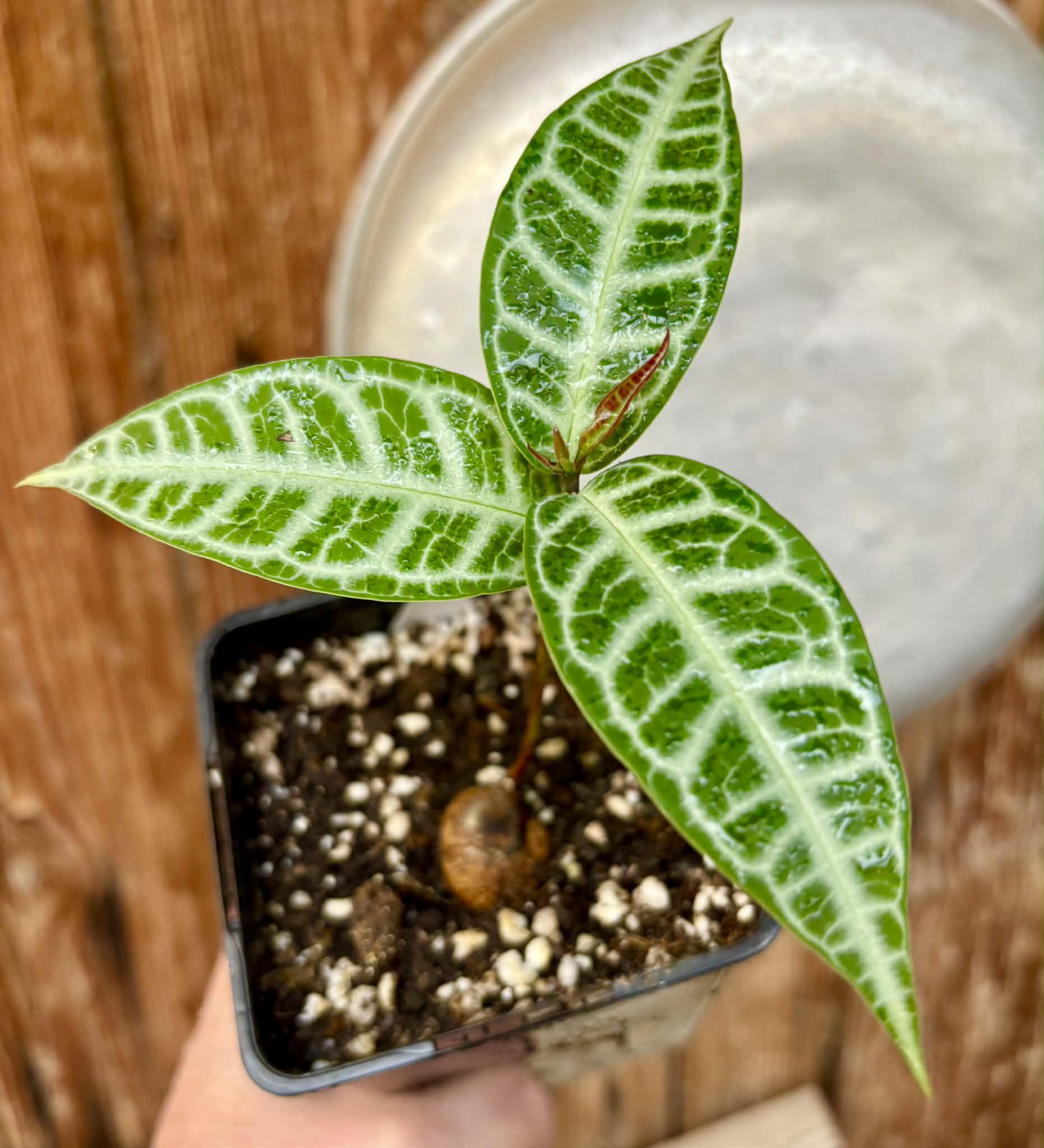 Eugenia sp Labisia Nr. 5 -  1 potted plant / 1 getopfte Pflanze