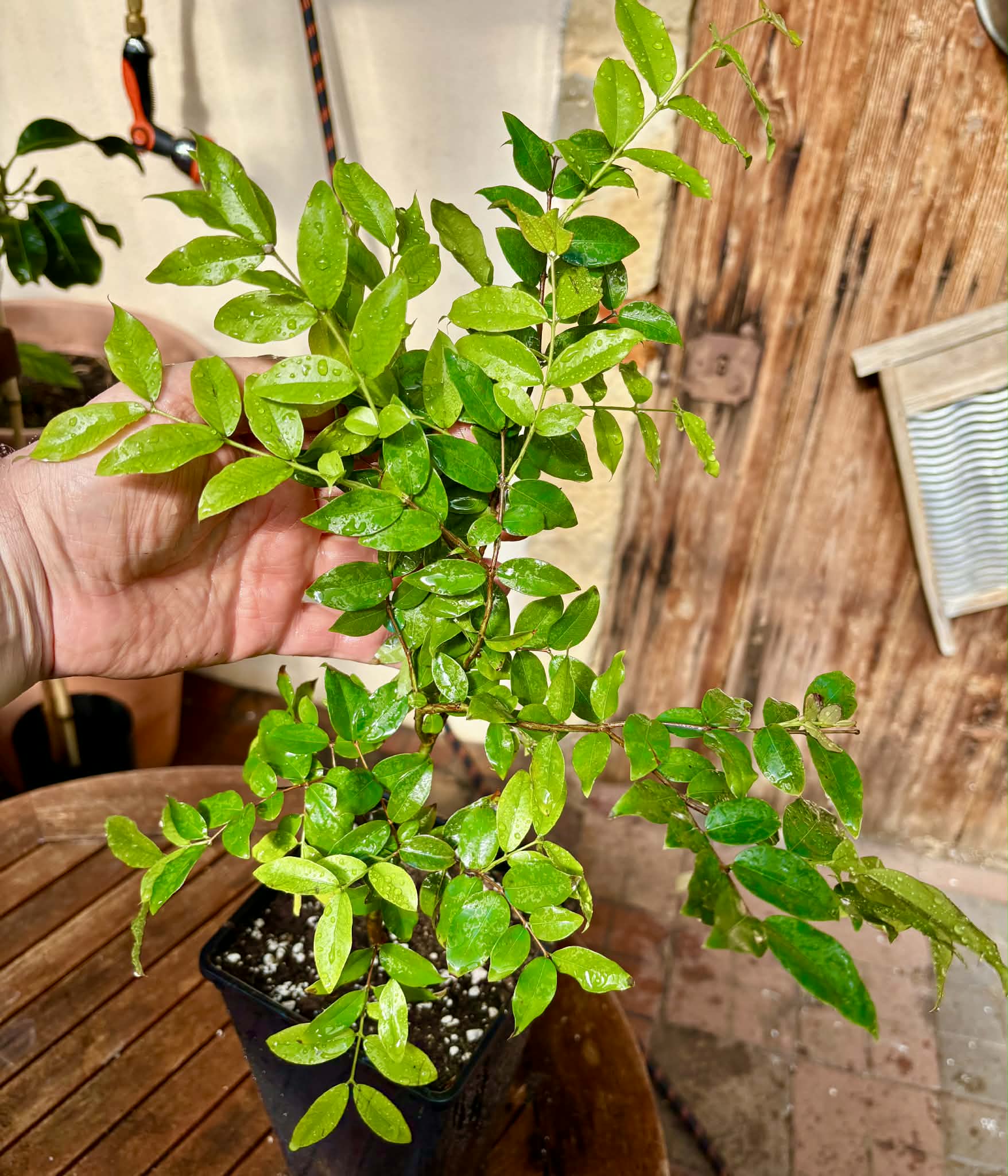 3 years old - Jaboticaba Sabara (Plinia cauliflora) Nr. B  - 1 potted plant / 1 getopfte Pflanze