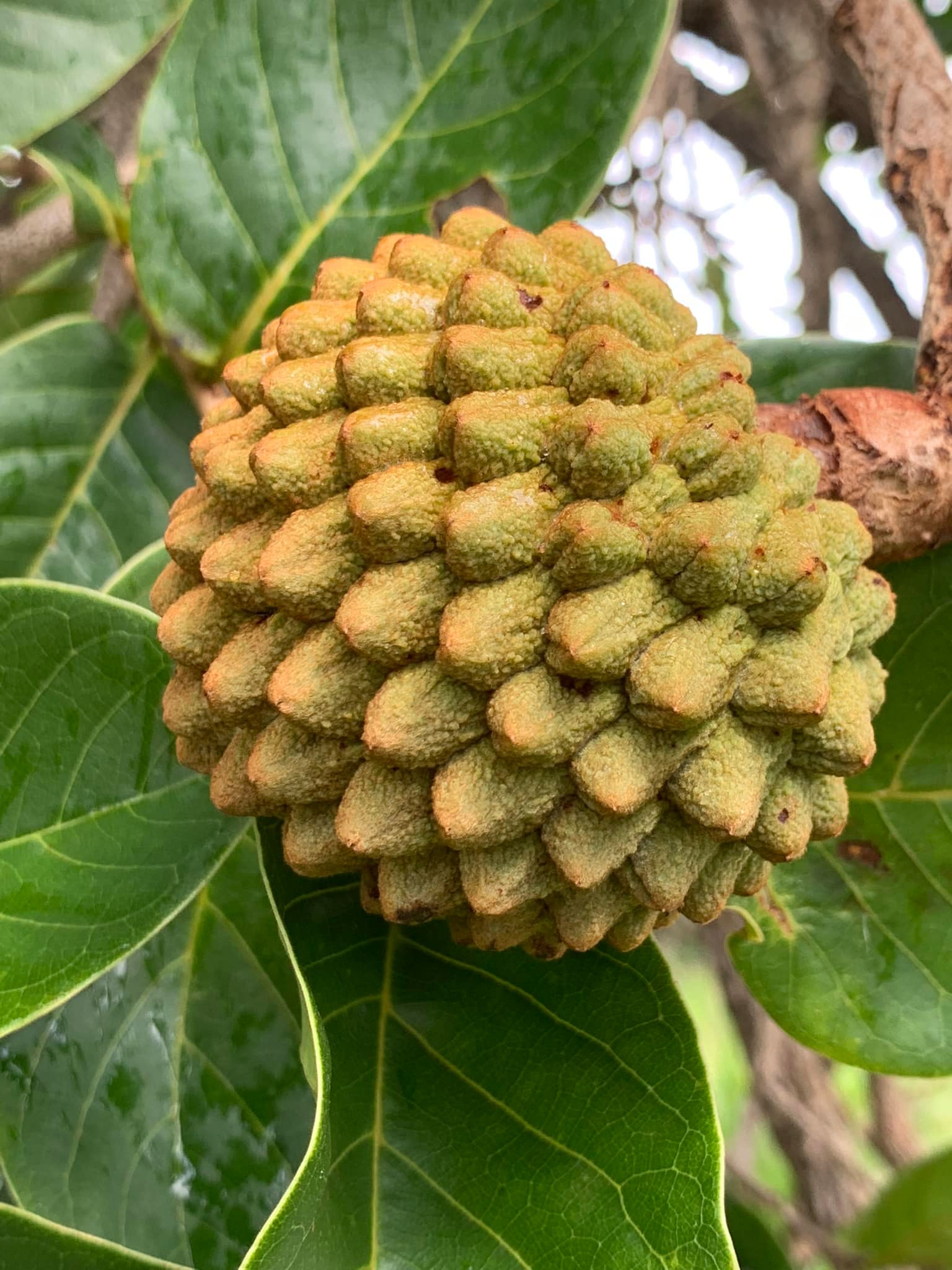 Annona crassiflora - Marolo - 1 fresh seed / 1 frischer Samen