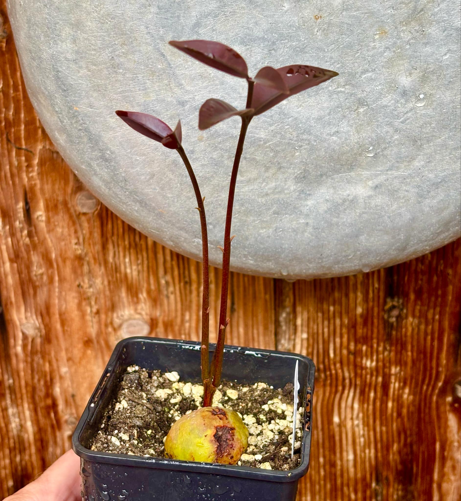 Eugenia sp Maca BIG -  1 small potted seedling / 1 kleiner, getopfter Sämling