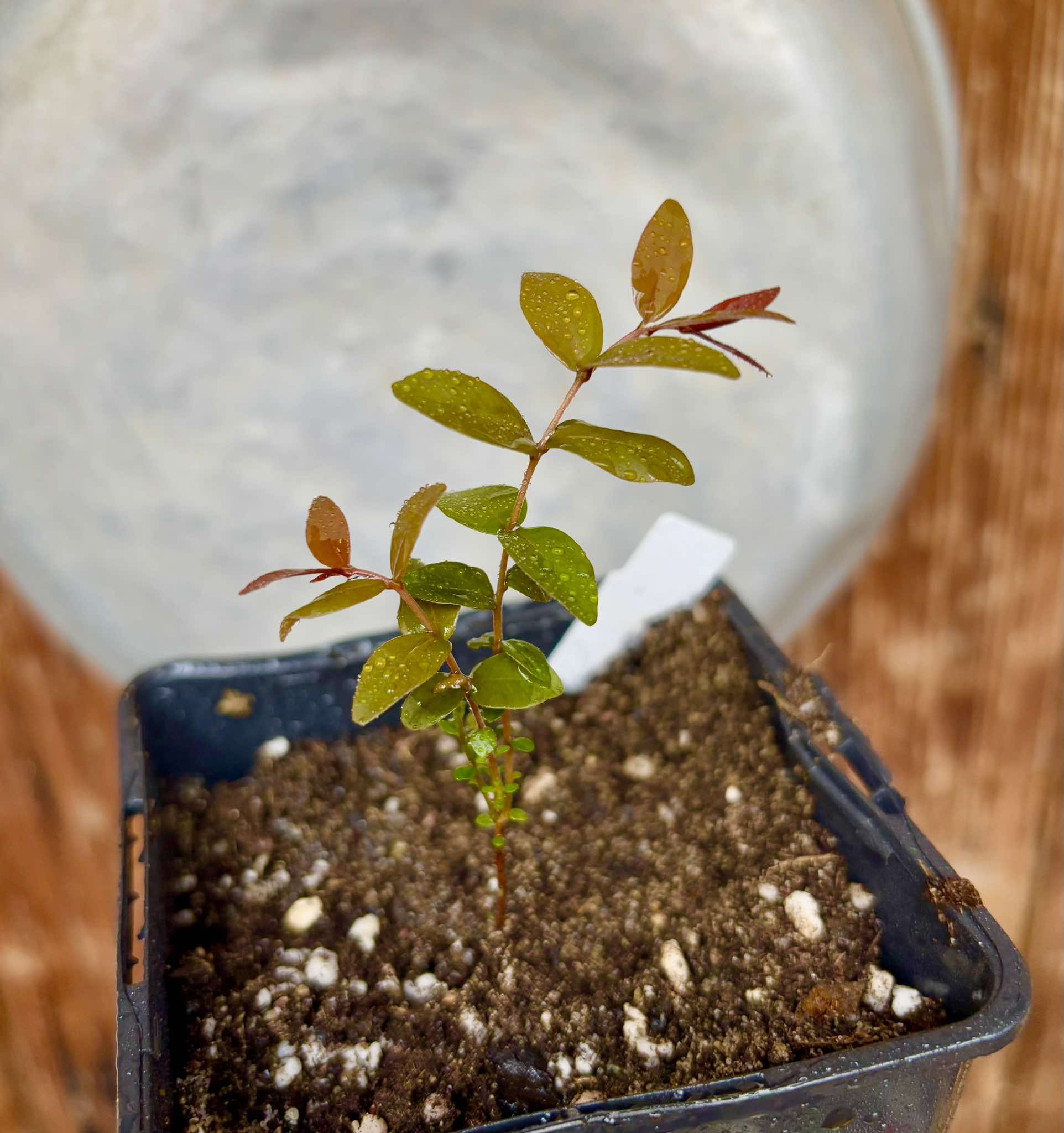 Eugenia pyriformis var Eldorado - Uvaia Doce - 1 small potted seedling / 1 kleiner, getopfter Sämling Eugenia pyriformis var Eldorado - Uvaia Doce - 1 small potted seedling / 1 kleiner, getopfter Sämling