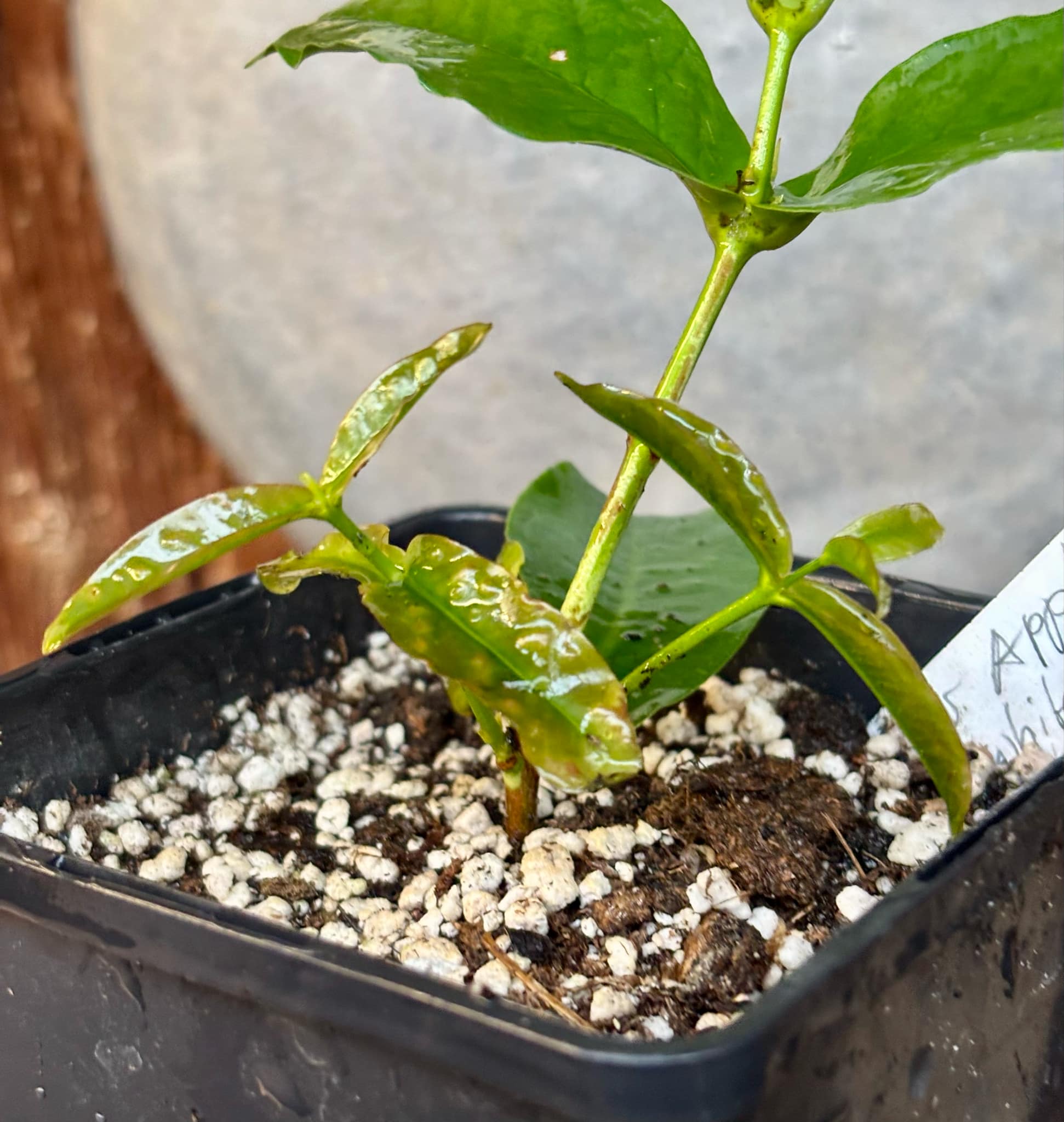 White variety - Syzygium aqueum - Water Apple - 1 rooted cutting - 1 bewurzelter Steckling White variety - Syzygium aqueum - Water Apple - 1 rooted cutting - 1 bewurzelter Steckling