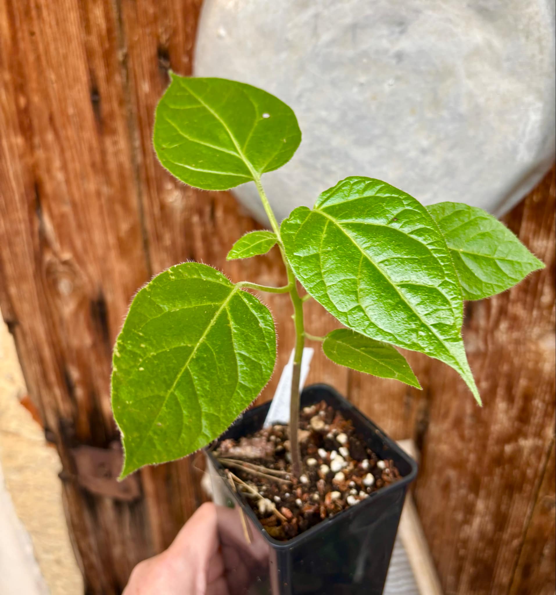 Solanum sibundoyense - 1 potted seedling / 1 getopfter Sämling