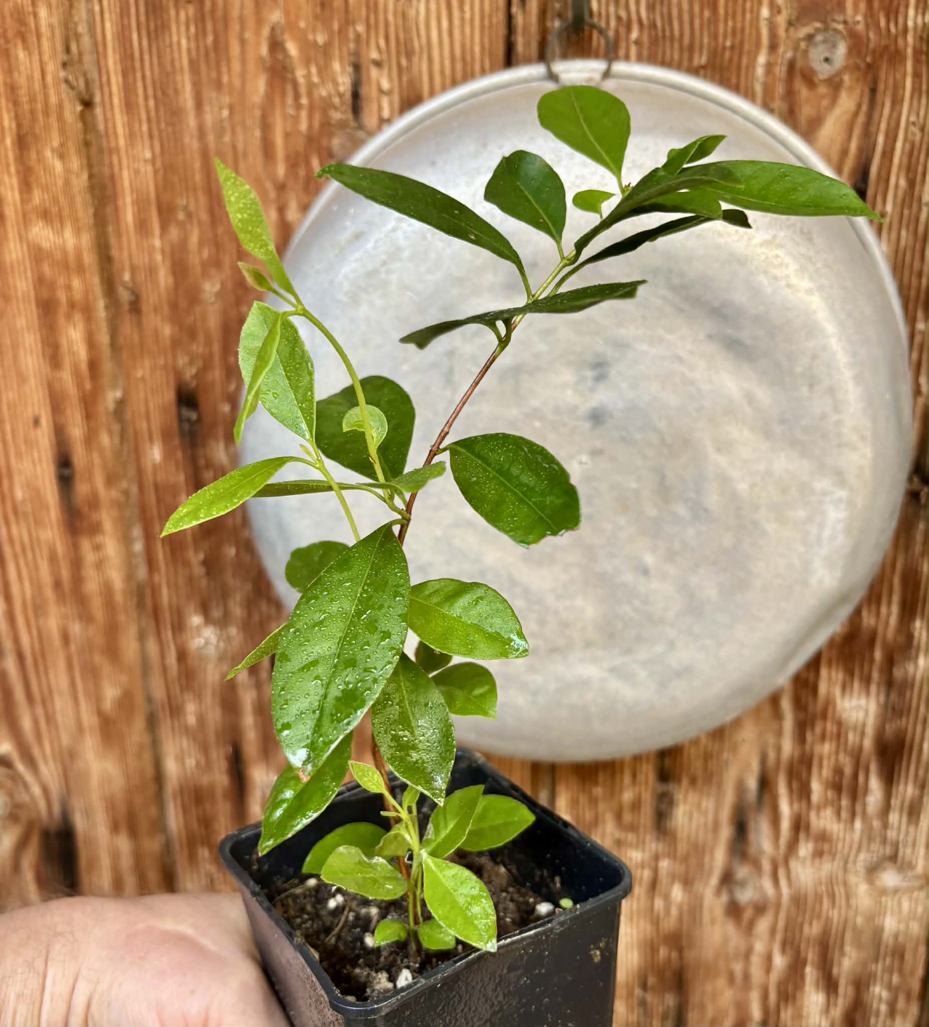 Psidium cattleyanum - Strawberry Guava  - 1 potted plant / 1 getopfte Pflanze