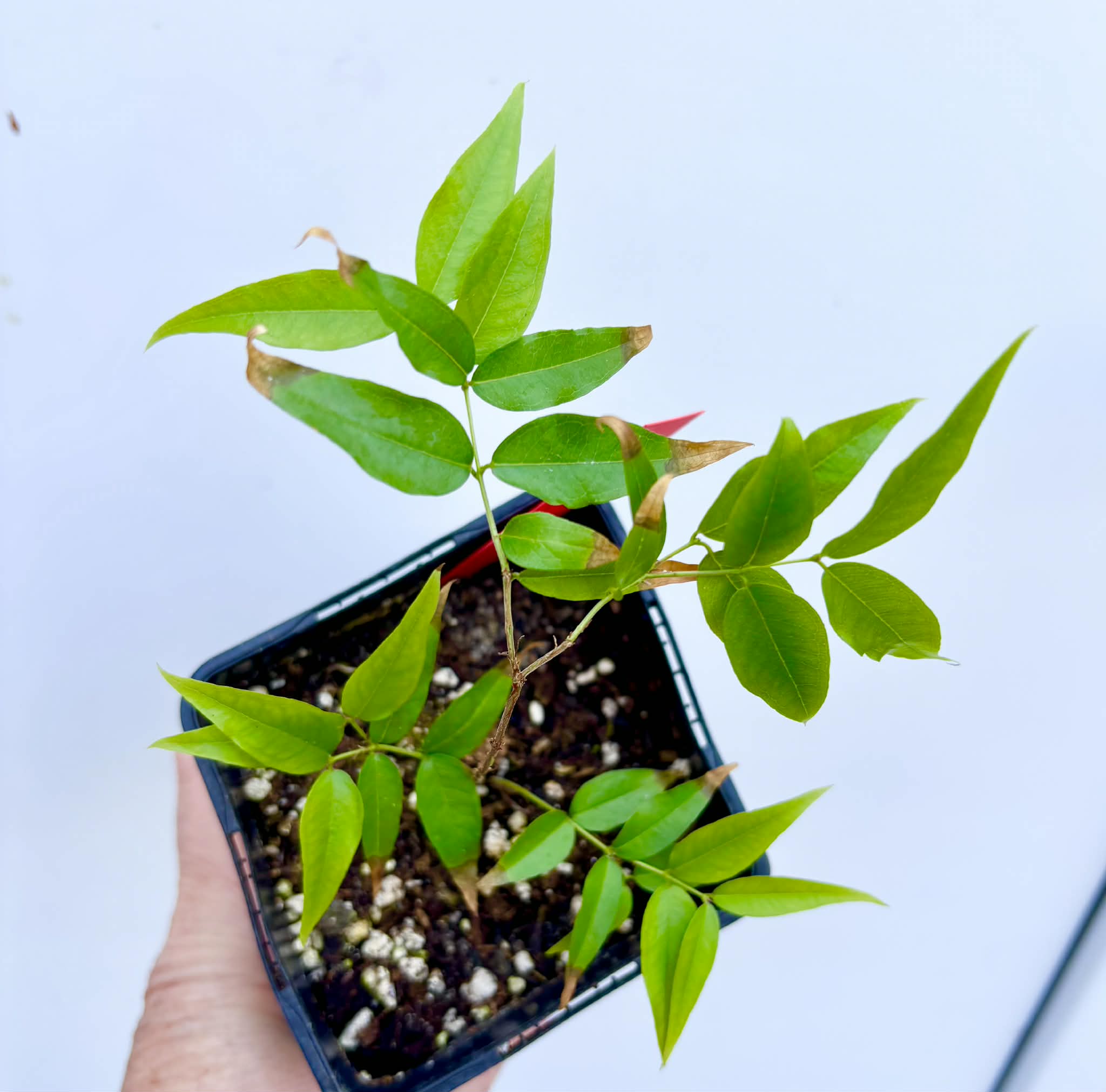Plinia sp. Listrada - 1 potted seedling / 1 getopfter Sämling