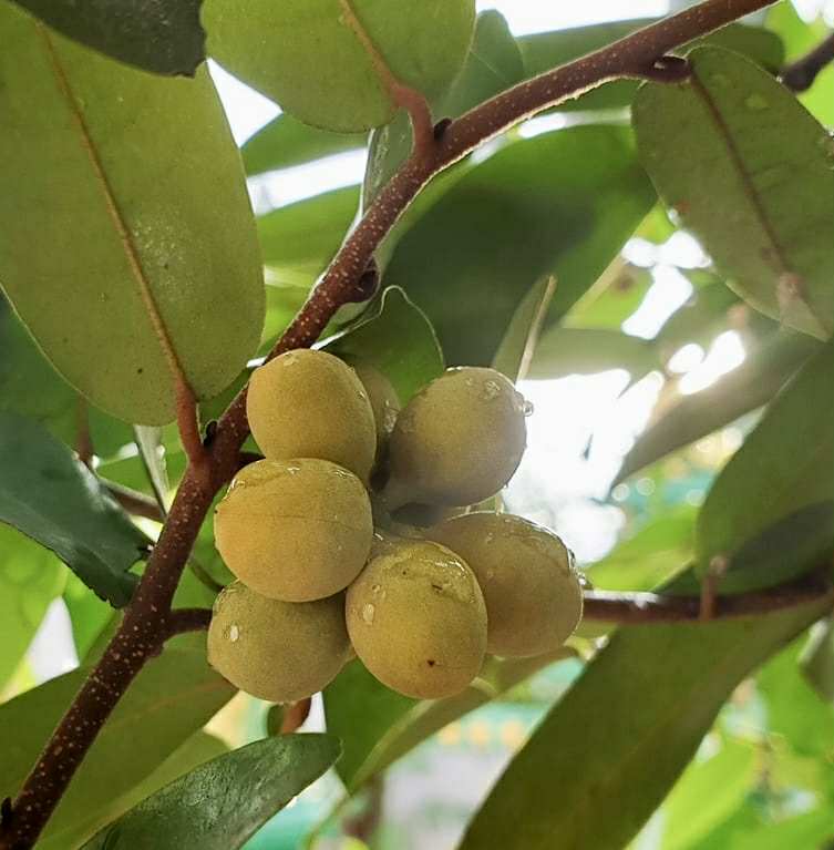 Uvaria siamensis -  1 potted plant / 1 getopfte Pflanze