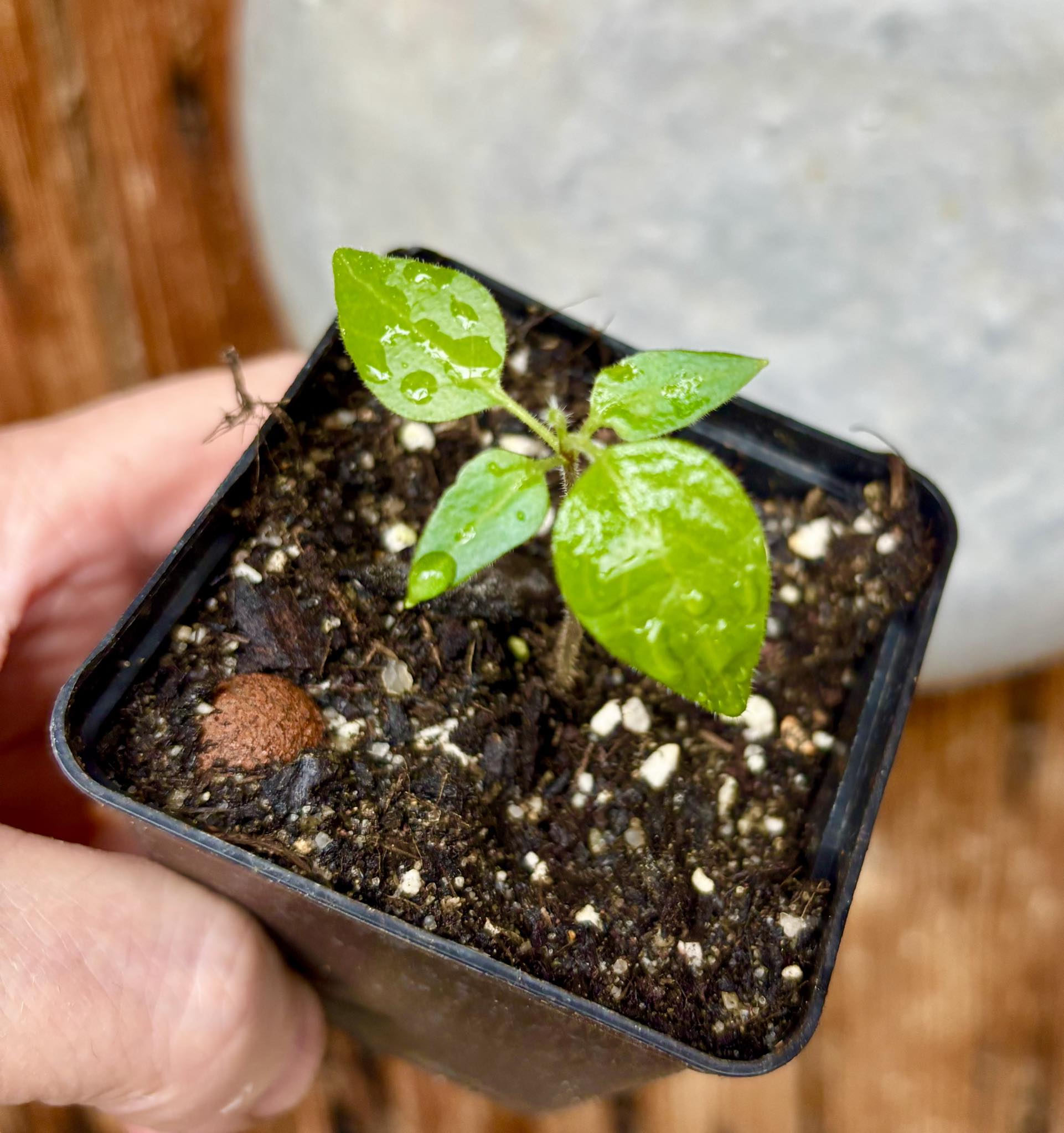 Solanum luridifuscescens - Tomatao Verde Piloso - 1 small potted seedling / 1 kleiner, getopfter Sämling