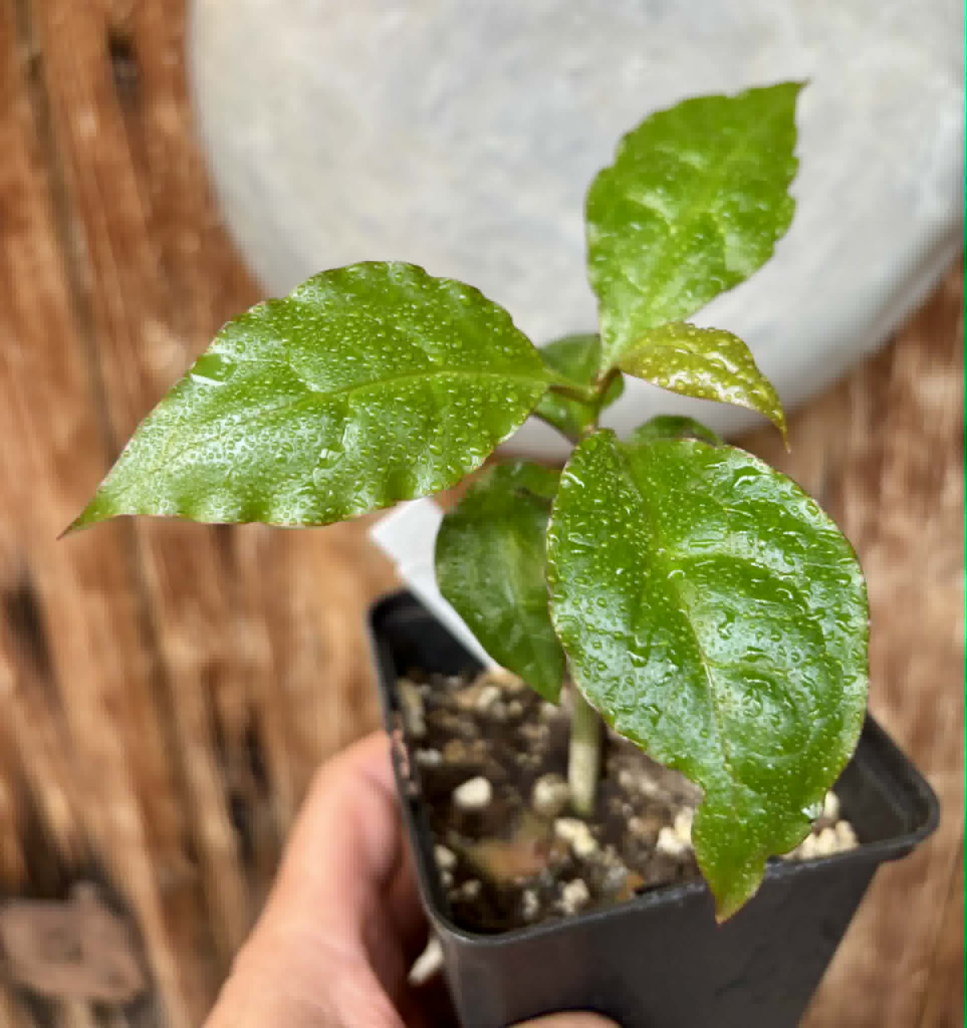 Barbados Gooseberry - Pereskia aculeata- 1 potted plant / 1 getopfte Pflanze