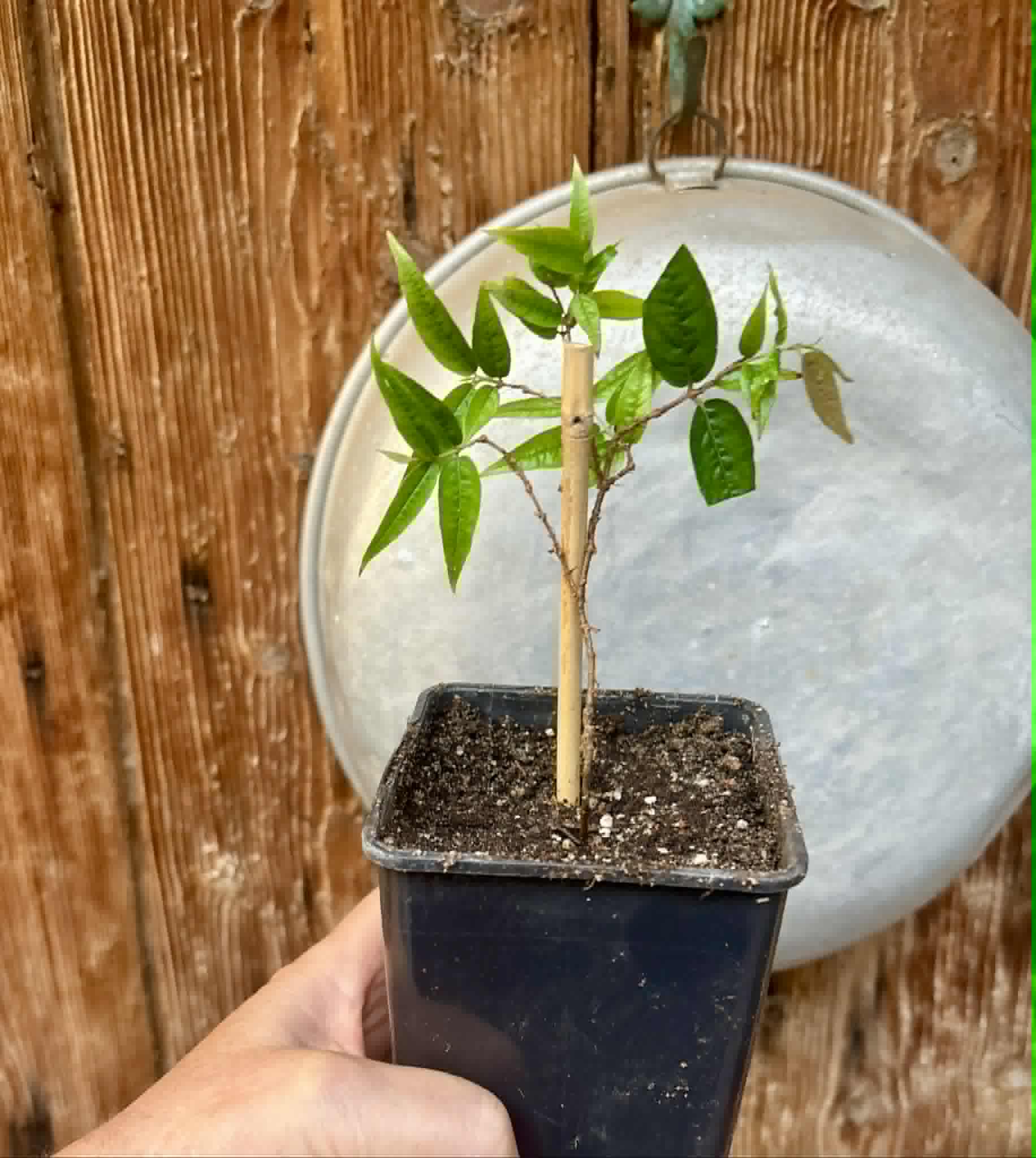 Plinia spiritosantensis var. Mucuri Velvet - 1 potted plant/ 1 getopfte Pflanze