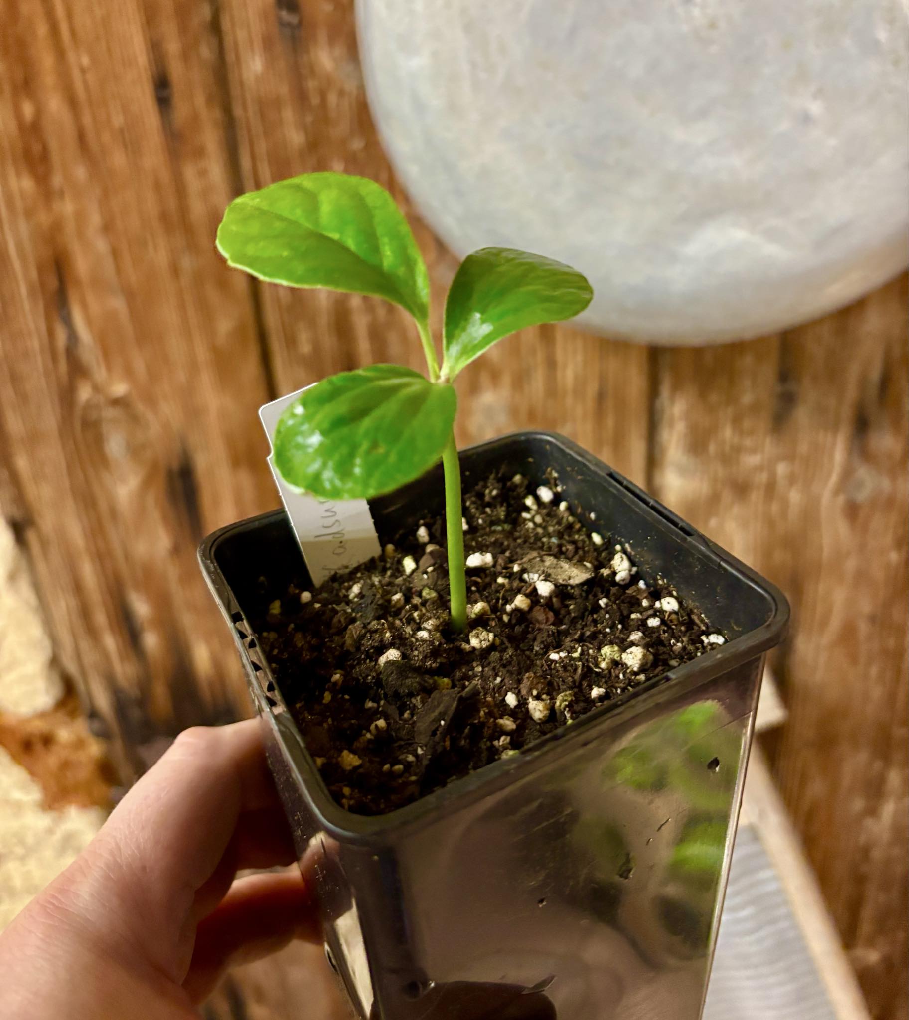 Kadsura heteroclita "Bursting Star" - 1 small potted seedling / 1 kleiner, getopfter Sämling