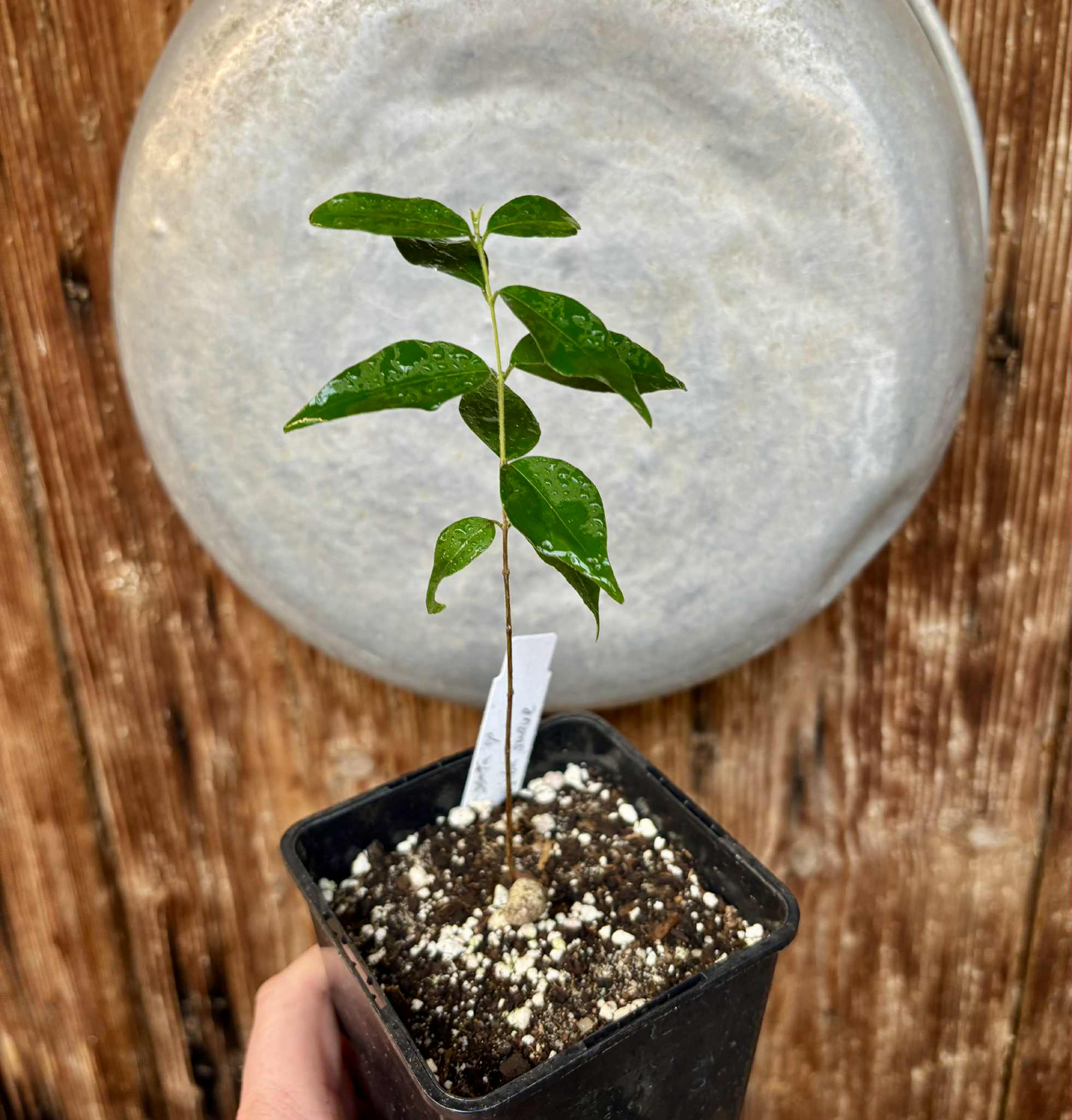 Eugenia sp Guajuba suave -  1 potted seedling / 1 getopfter Sämling