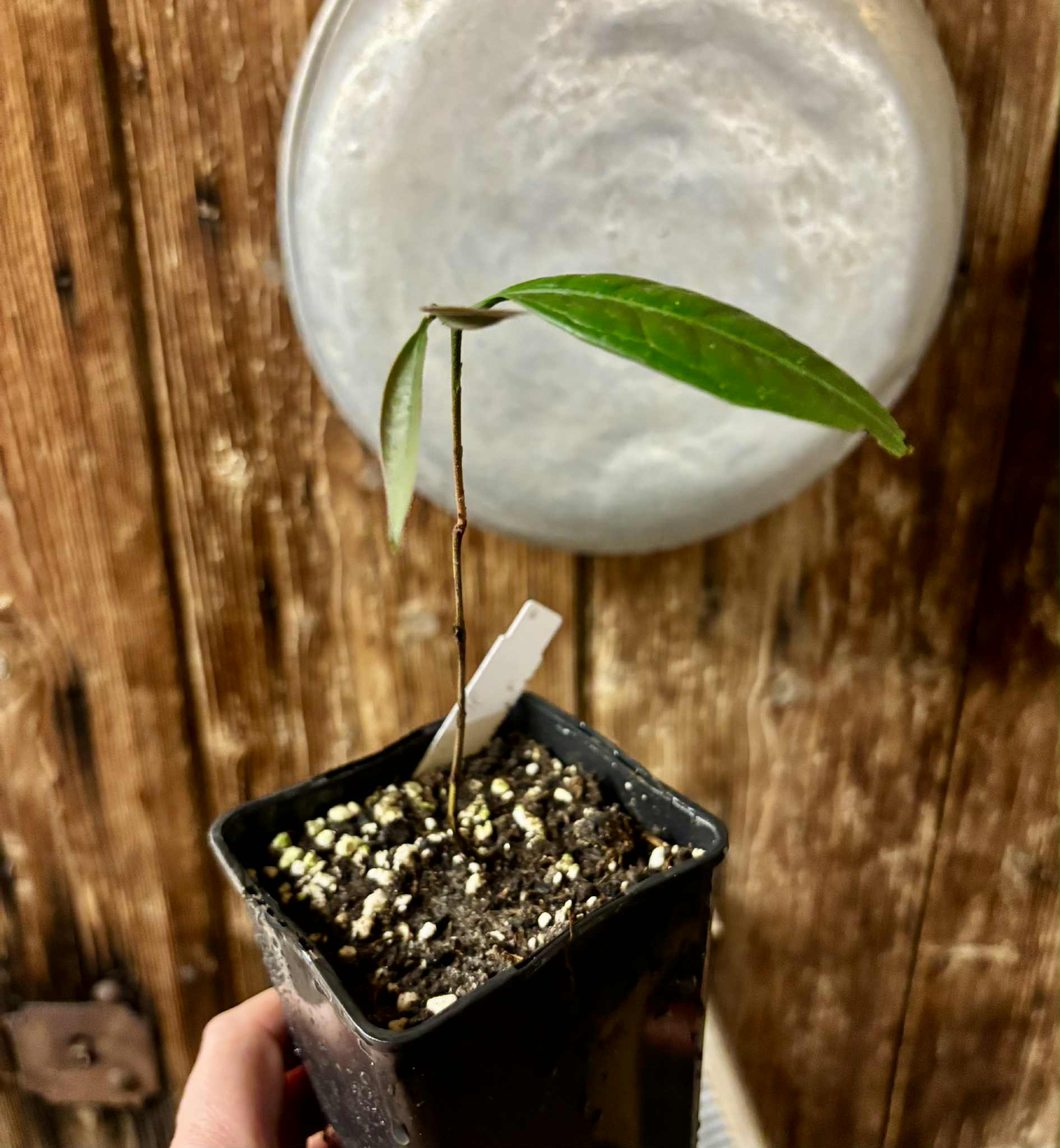 Eugenia sp Abacate -  1 potted seedling / 1 getopfter Sämling