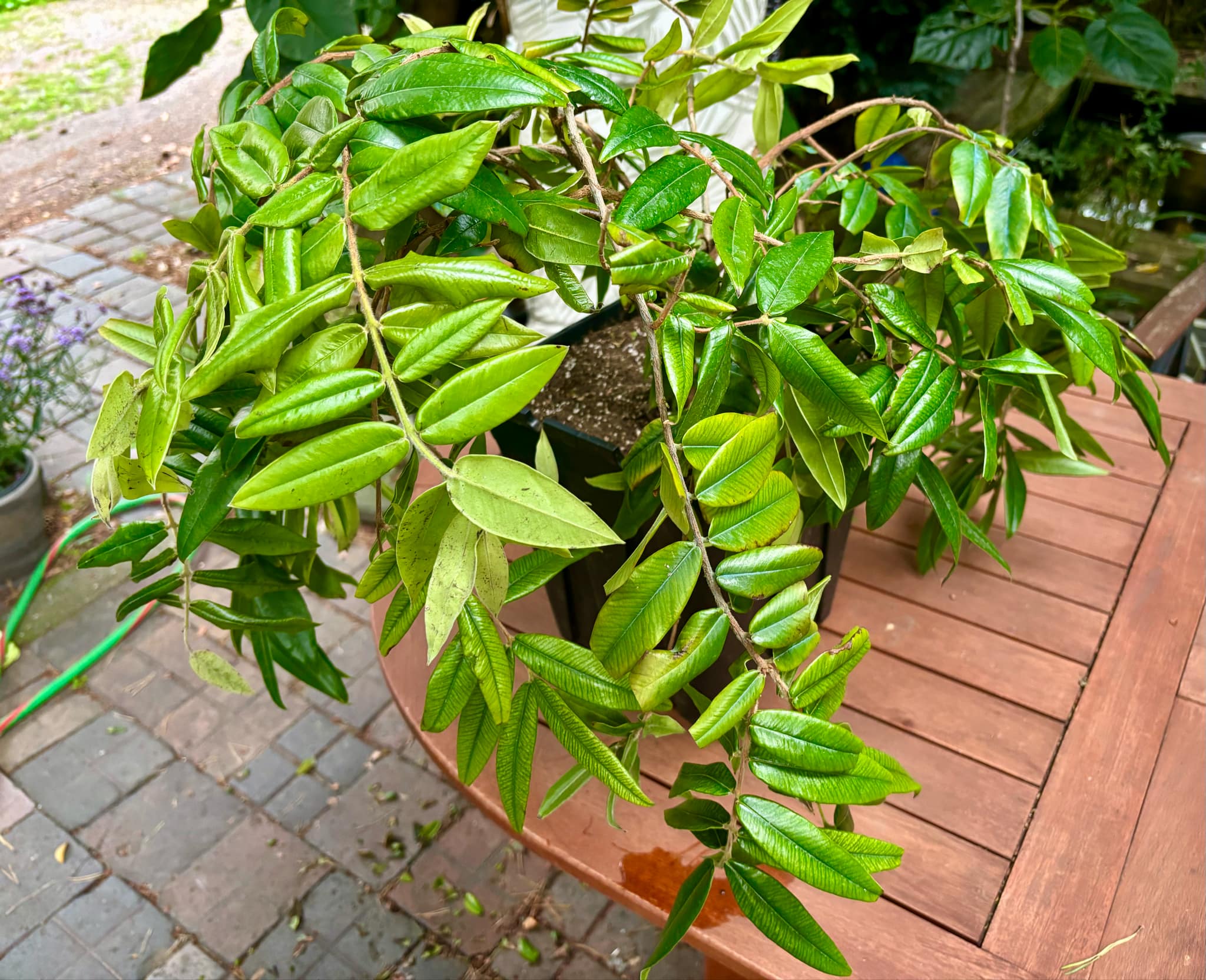 over four years old - Myrciaria glazioviana - Cabeludinha - 1 potted plant / 1 getopfte Pflanze over four years old - Myrciaria glazioviana - Cabeludinha - 1 potted plant / 1 getopfte Pflanze