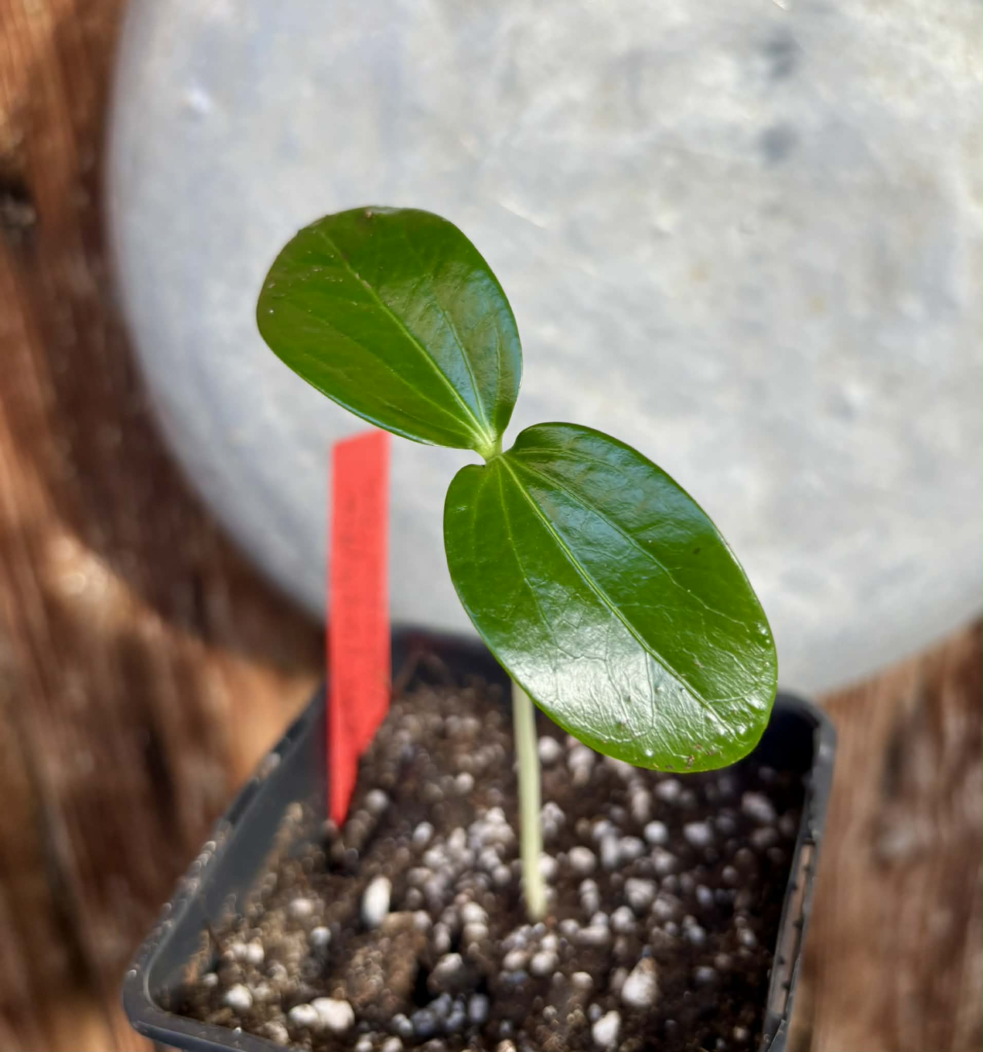 Aquai (Chrysophyllum gonocarpum var. BIG Itacare)  -  1 potted seedling / 1 getopfter Sämling