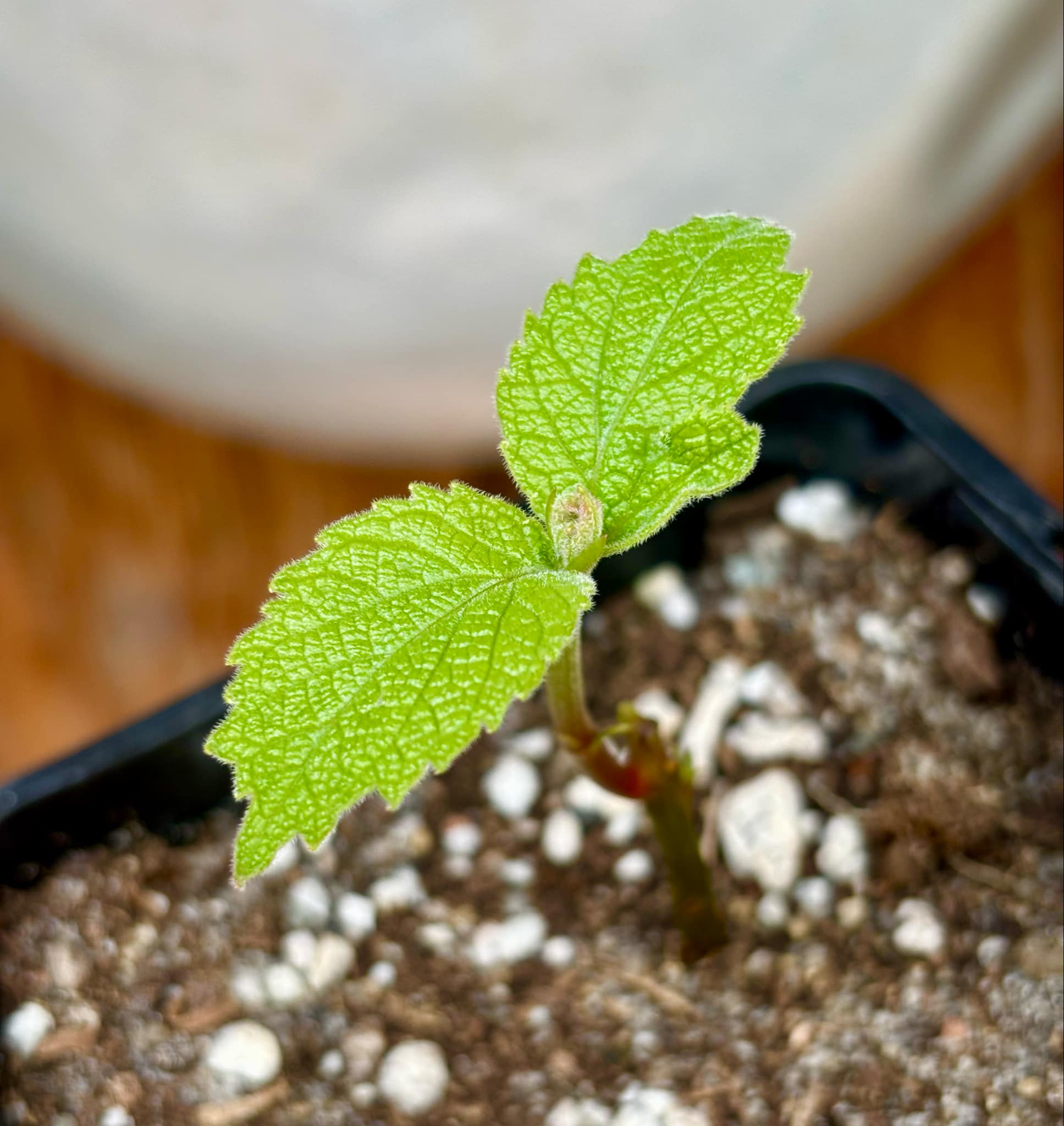 Caryocar brasiliense - Pequi - 1 potted plant / 1 getopfte Pflanze