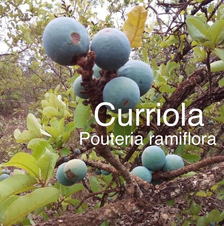 Curriola (Pouteria ramiflora) fresh seed / frischer Samen