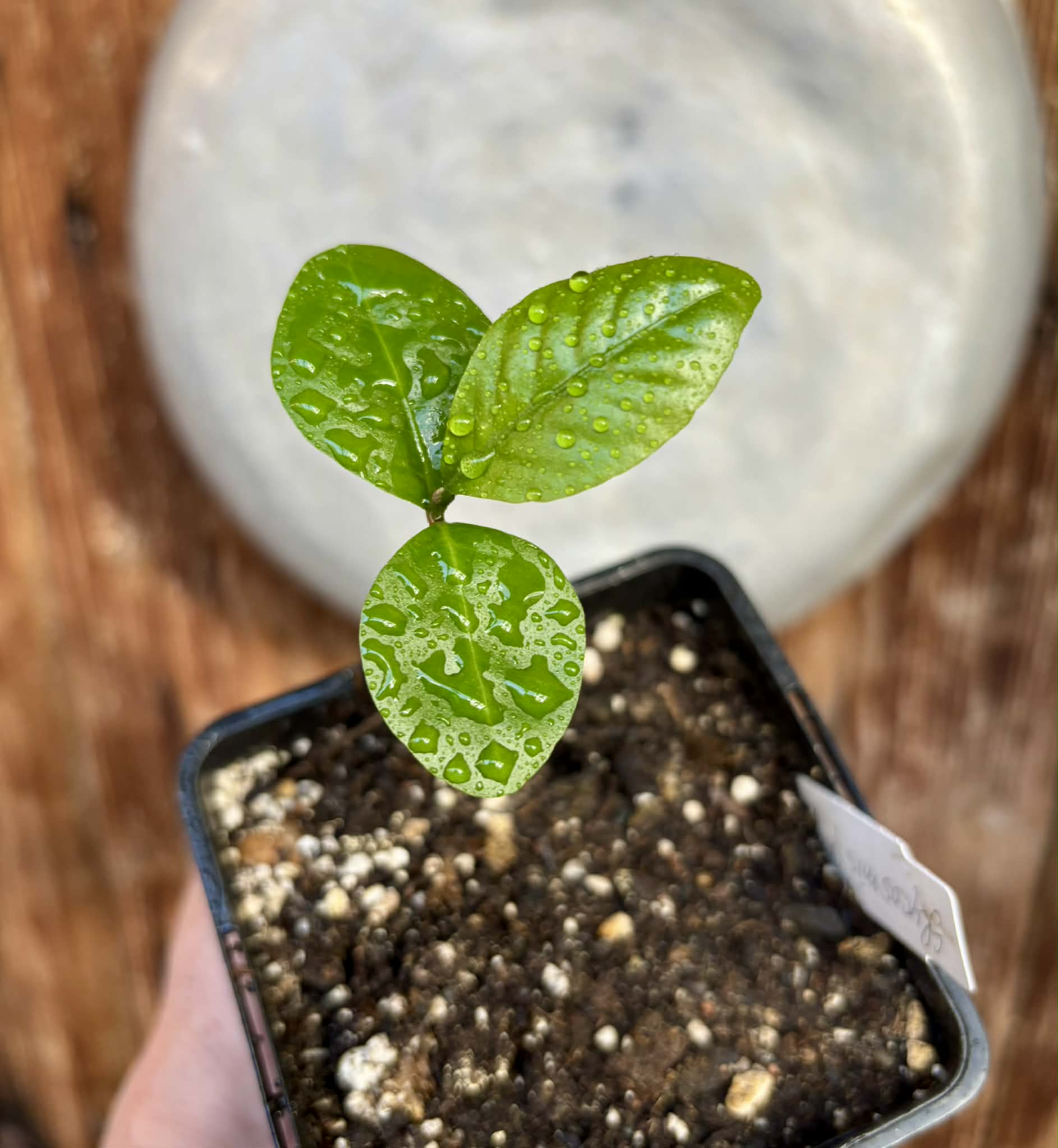 Glycosmis trifoliata - Orangeberry -  1 small seedling / 1 kleiner Sämling
