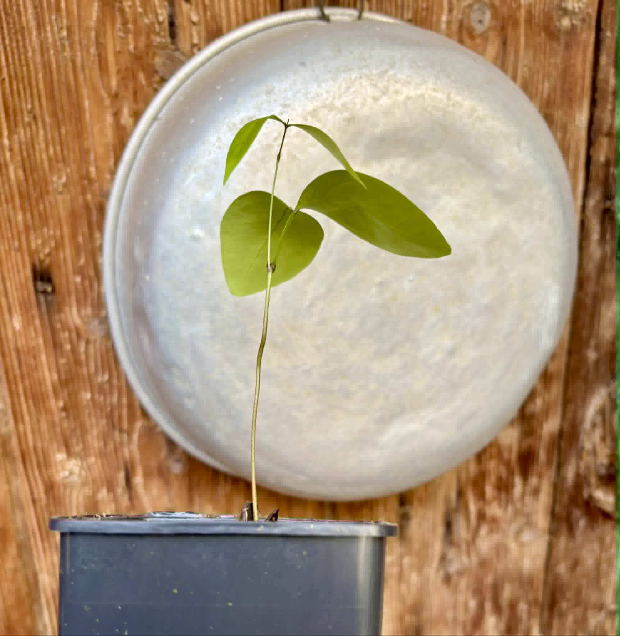 Inga sp Bananinha -  1 potted seedling  / 1 getopfter Sämling
