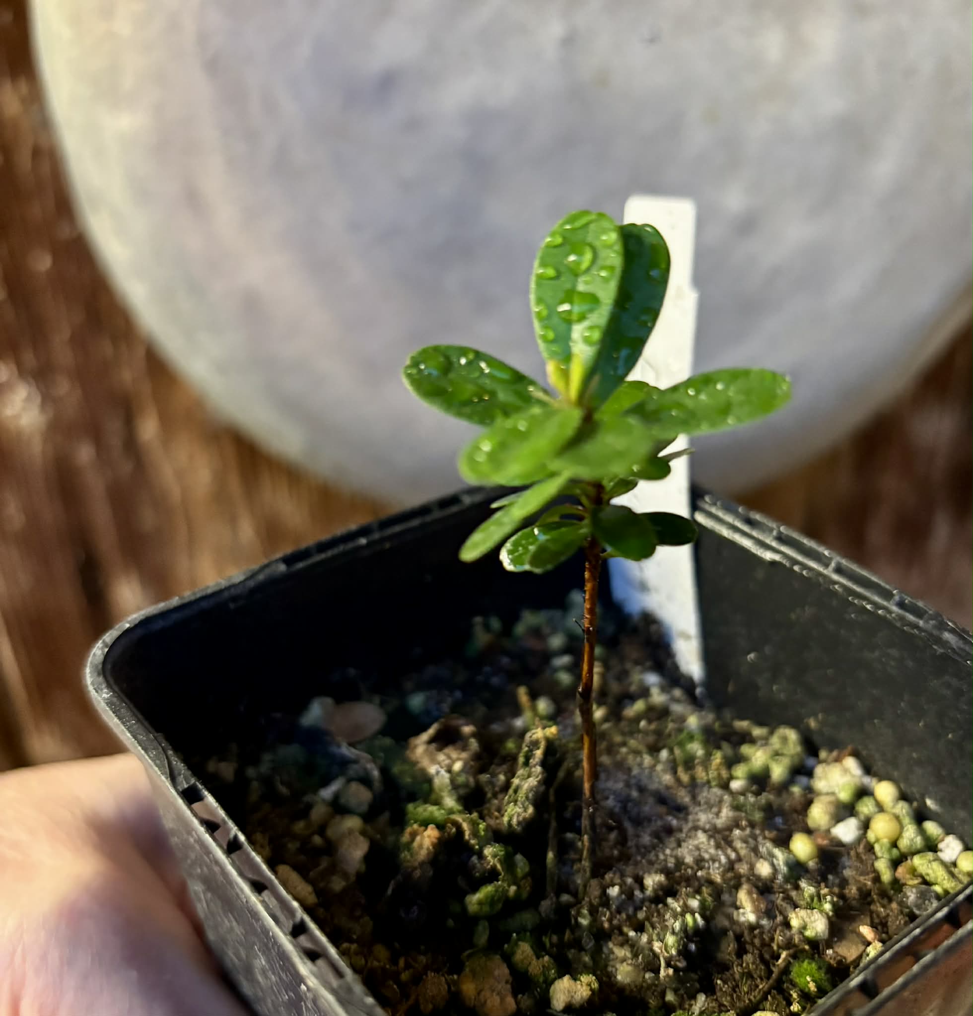 Eugenia ligustrina - 1 potted plant / 1 getopfte Pflanze