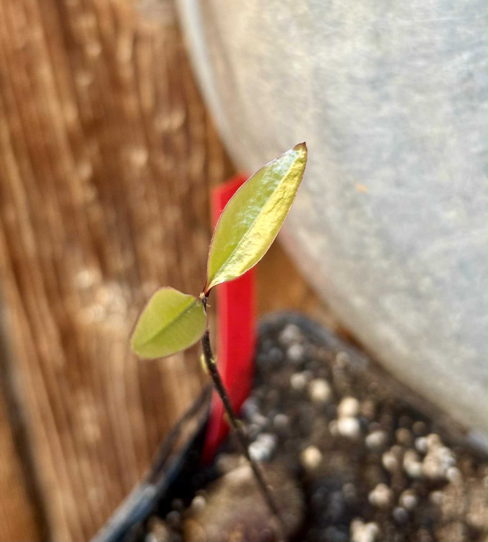 Eugenia umbrosa -  1 potted seedling / 1 getopfter Sämling