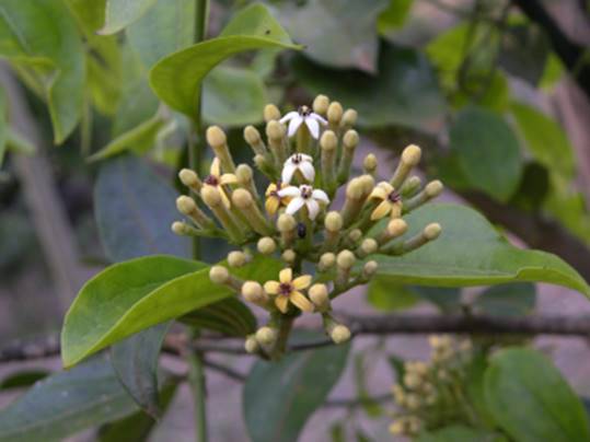 Strychnos trinervis - 1 fresh seed / 1 frischer Samen