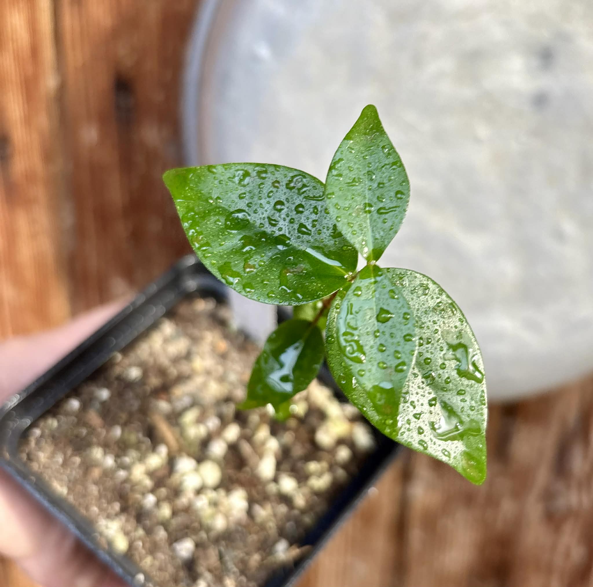 Eugenia uniflora var. Tutti Colore  - 1 spotted seedling / 1 getopfter Sämling