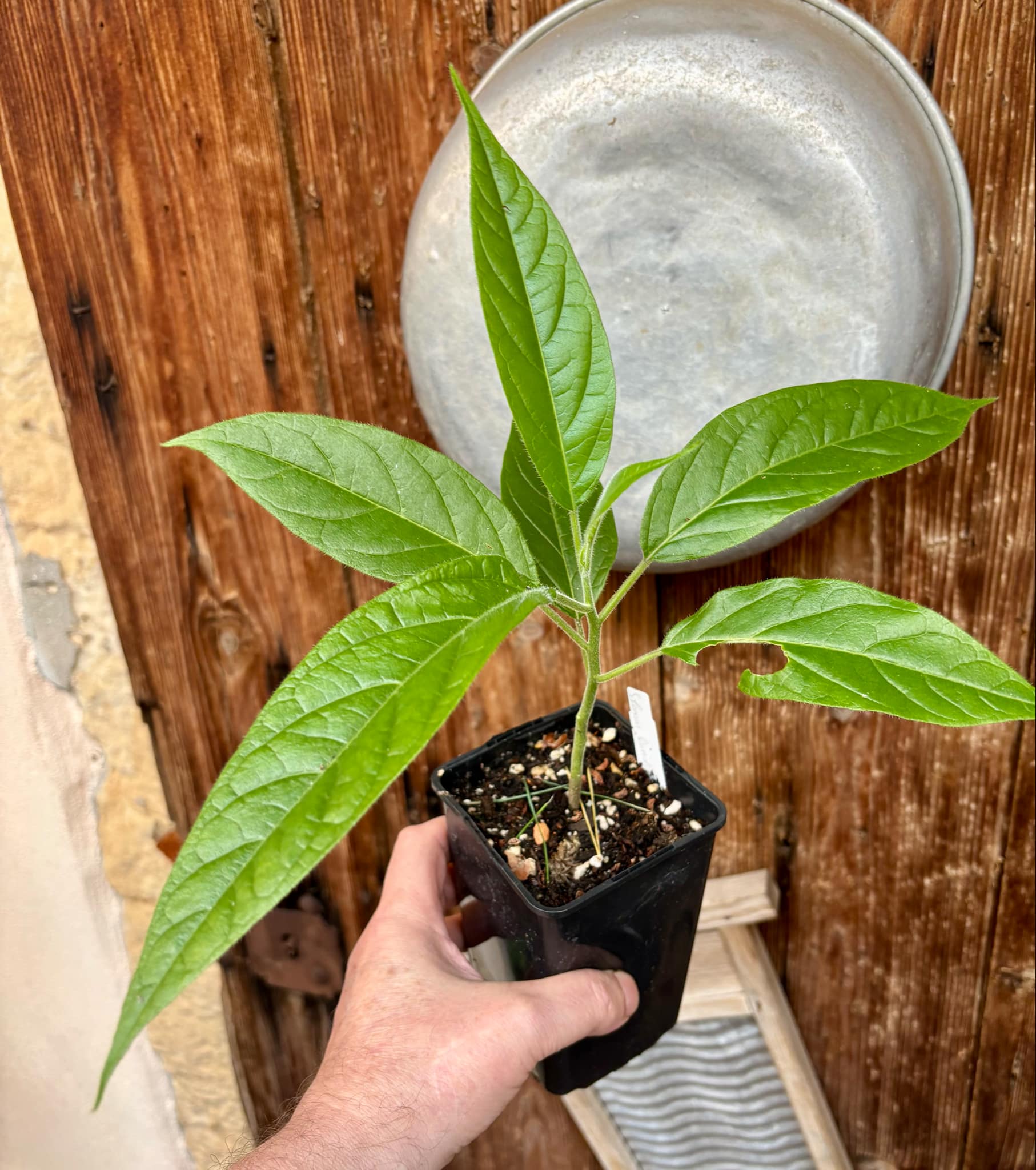 Solanum luridifuscescens - Tomatao Verde Piloso - 1 potted seedling / 1 getopfter Sämling