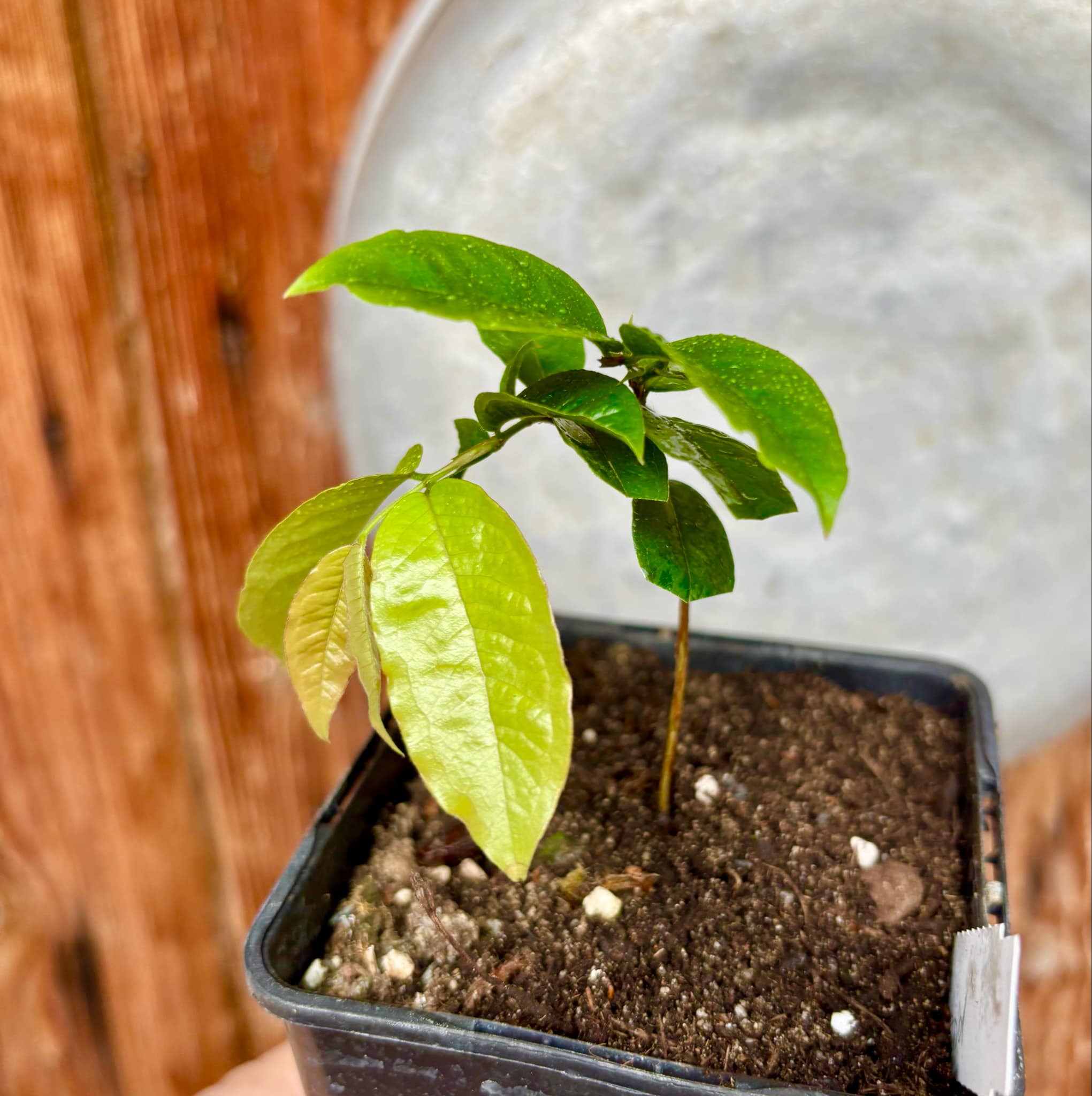 Red Hybrid Jaboticaba (Plinia cauliflora x aureana) - 1 potted plant / 1 getopfte Pflanze Red Hybrid Jaboticaba (Plinia cauliflora x aureana) - 1 potted plant / 1 getopfte Pflanze