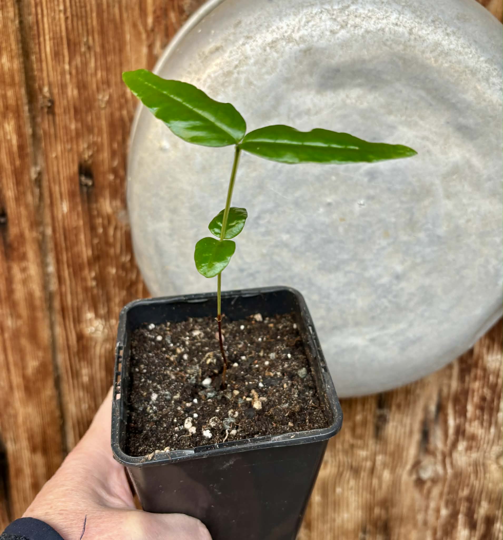 Mouriri sp Rondonia - 1 potted seedling / 1 getopfter Sämling