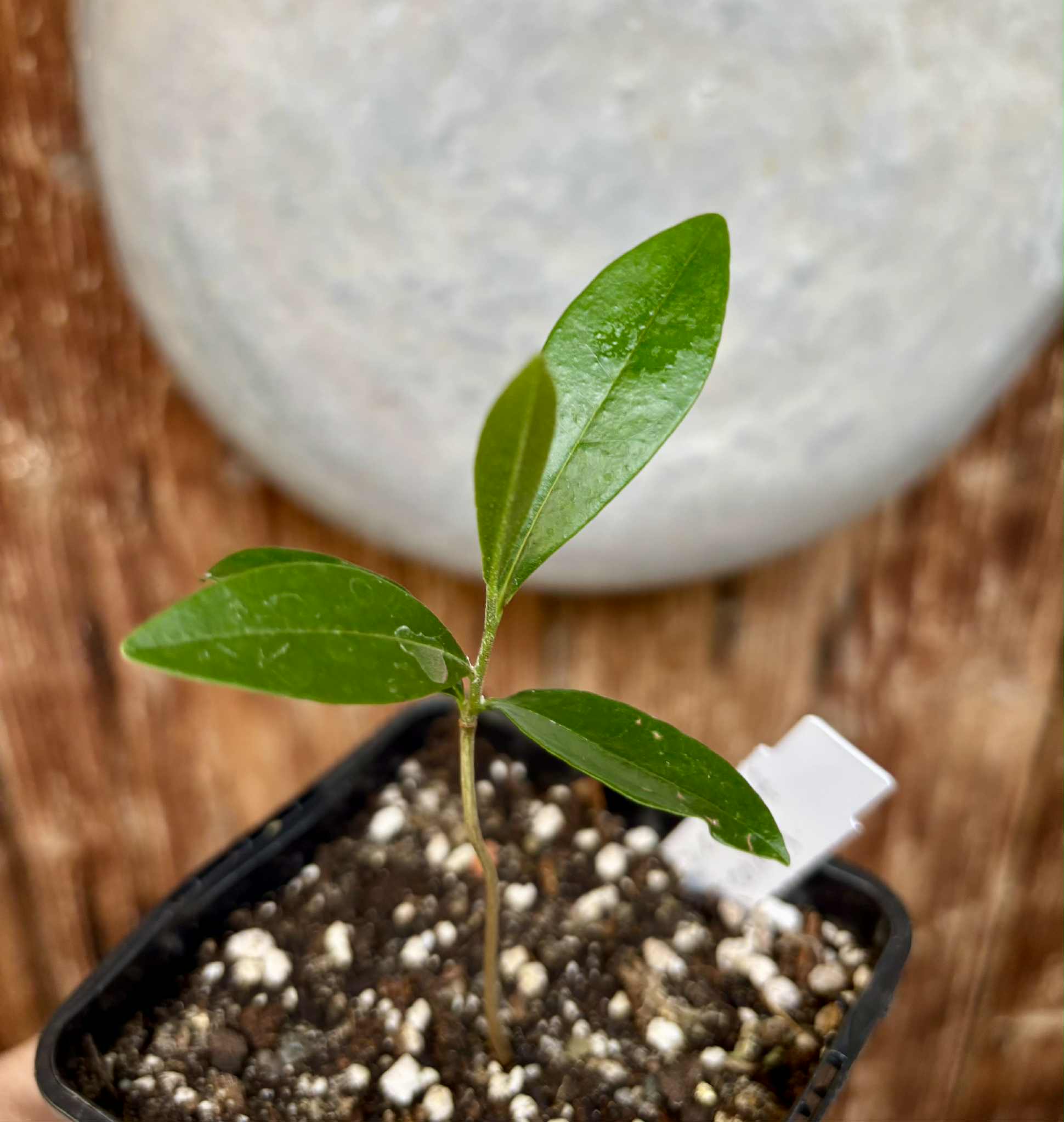 Duguetia aff. lanceolata - Pindauva Roxa -   1 potted plant / 1 getopfte Pflanze Duguetia aff. lanceolata - Pindauva Roxa -   1 potted plant / 1 getopfte Pflanze