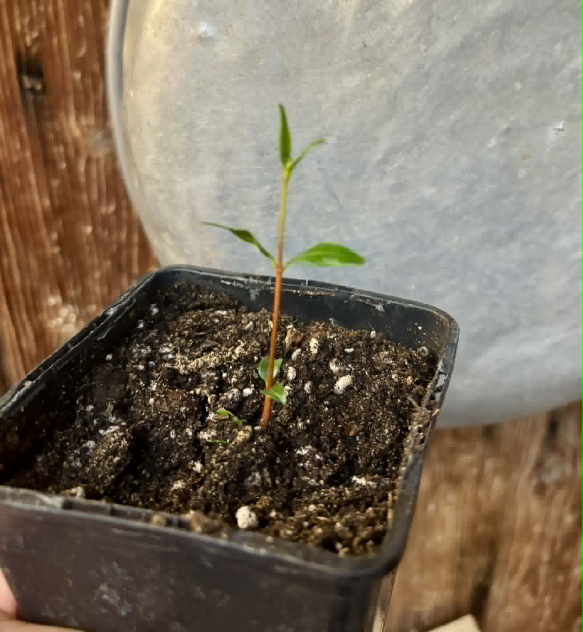 last 2 seedlings - Mangaba (Hancornia speciosa) - 1 potted seedling / 1 getopfter Sämling