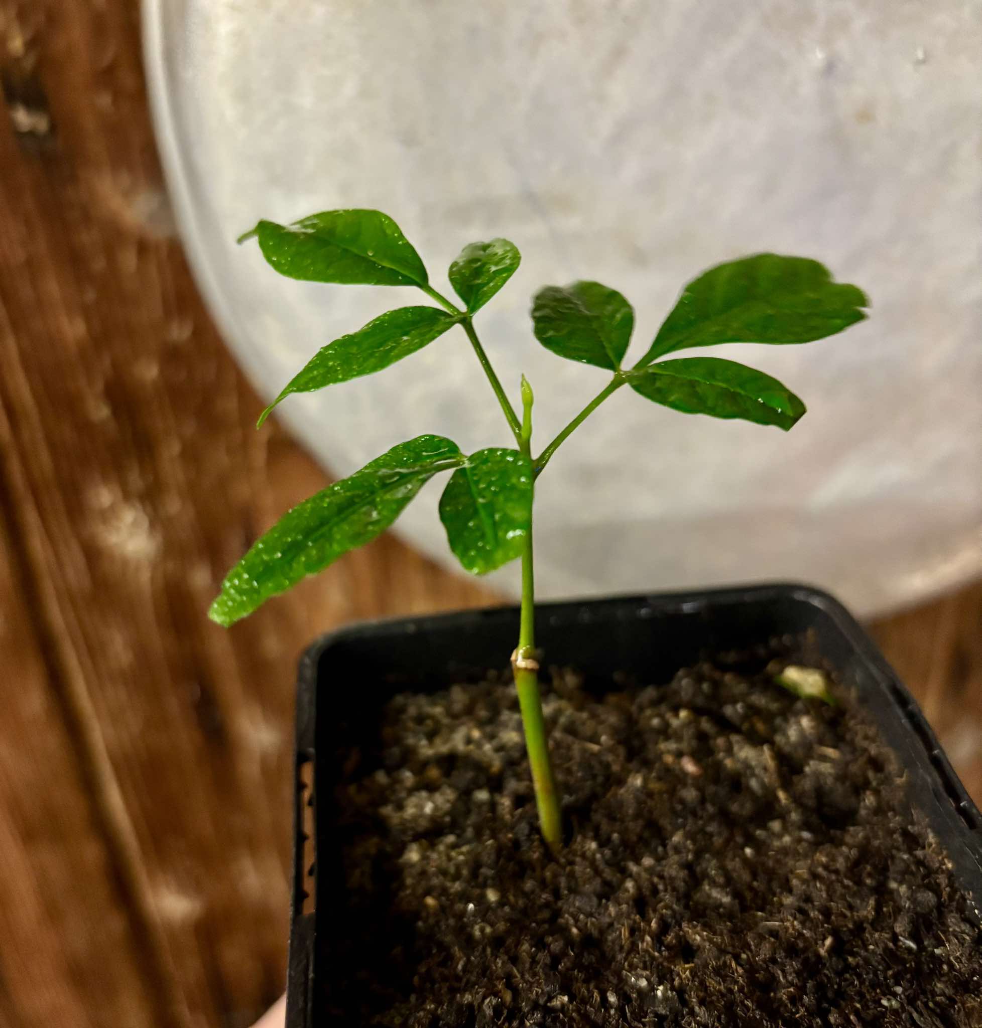 Spondias dulcis - 1 small potted seedling / 1 kleiner, getopfter Sämling Spondias dulcis - 1 small potted seedling / 1 kleiner, getopfter Sämling