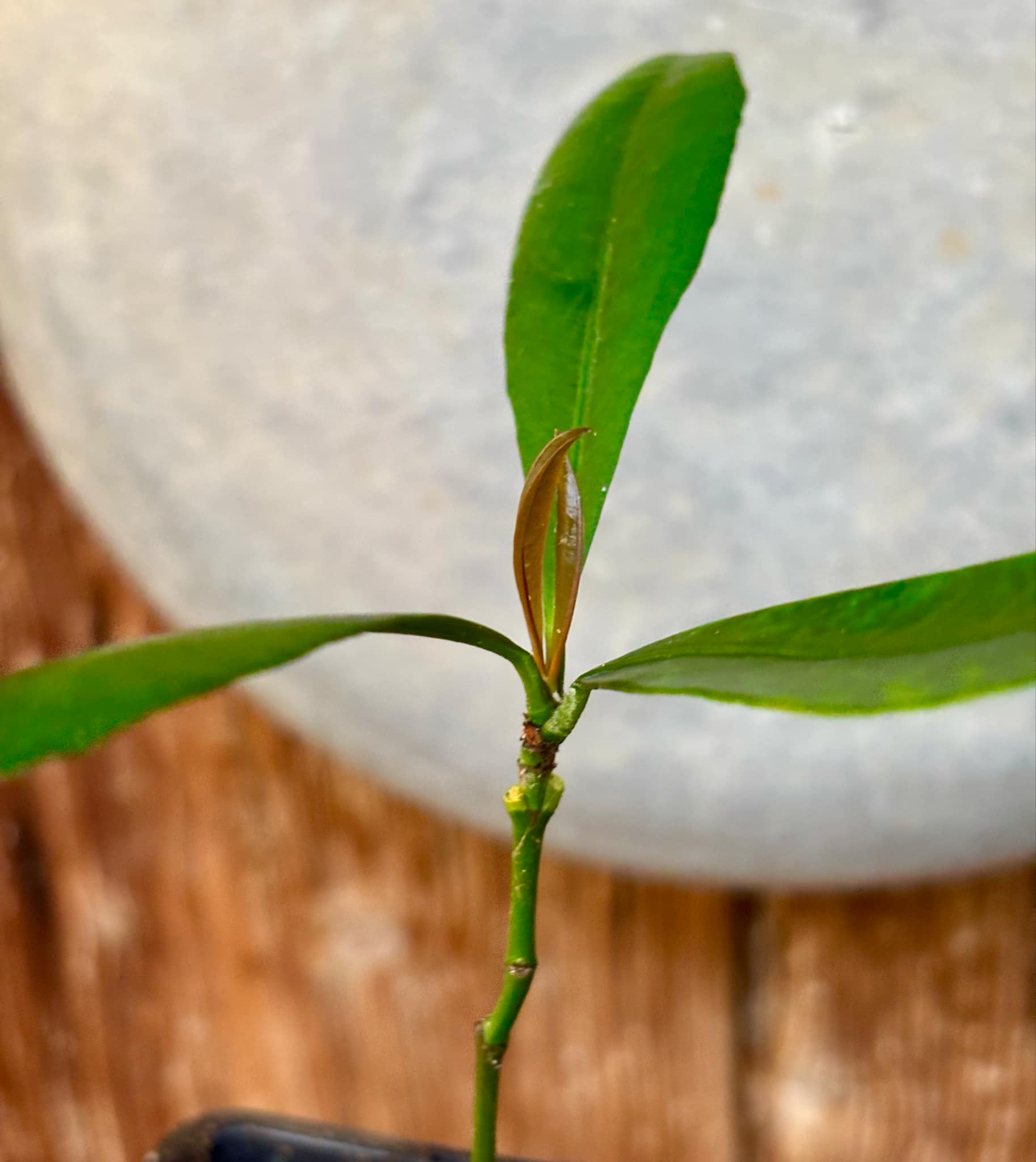Garcinia macrophylla - 1 potted seedling / 1 getopfter Sämling