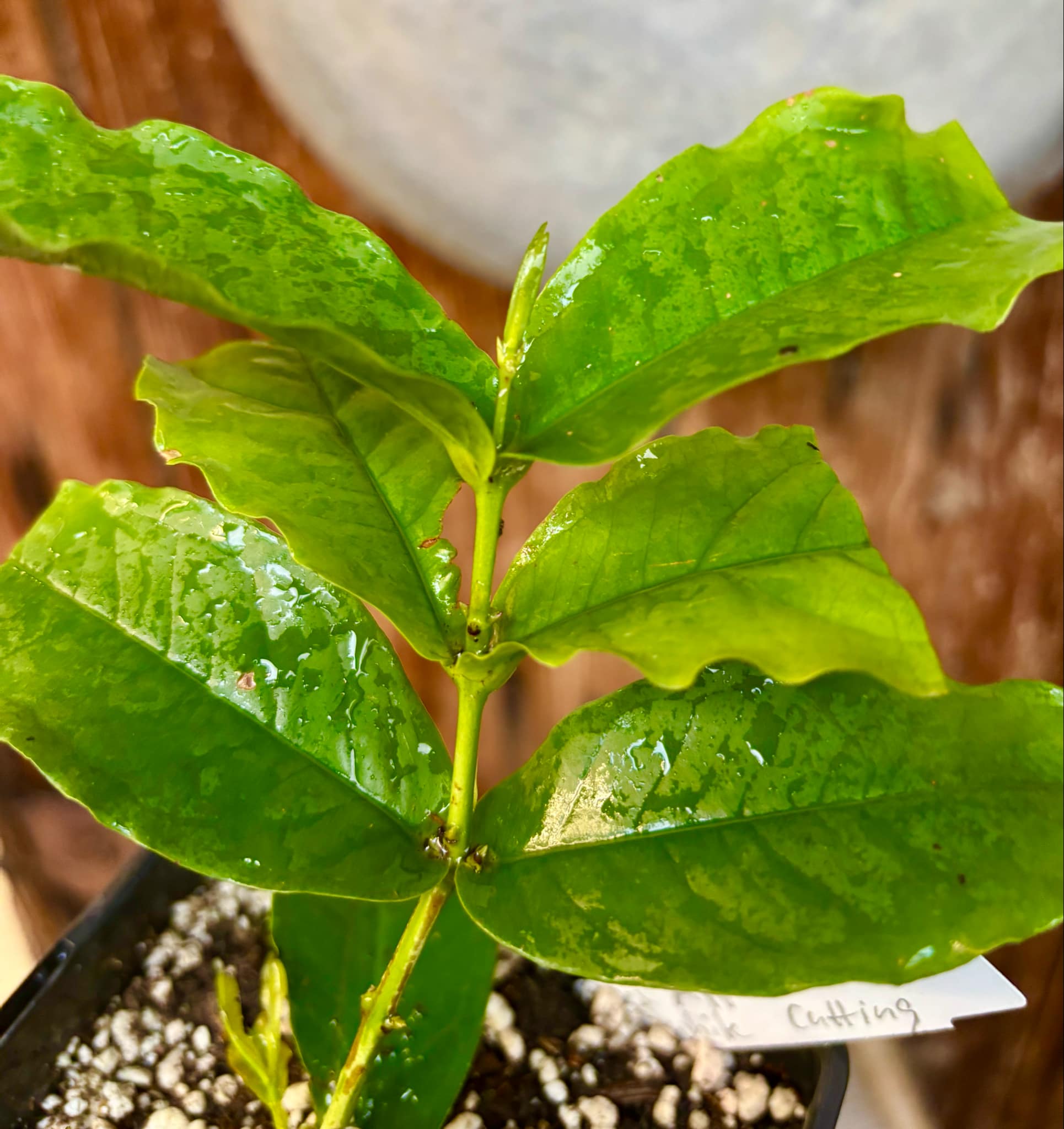 White variety - Syzygium aqueum - Water Apple - 1 rooted cutting - 1 bewurzelter Steckling White variety - Syzygium aqueum - Water Apple - 1 rooted cutting - 1 bewurzelter Steckling