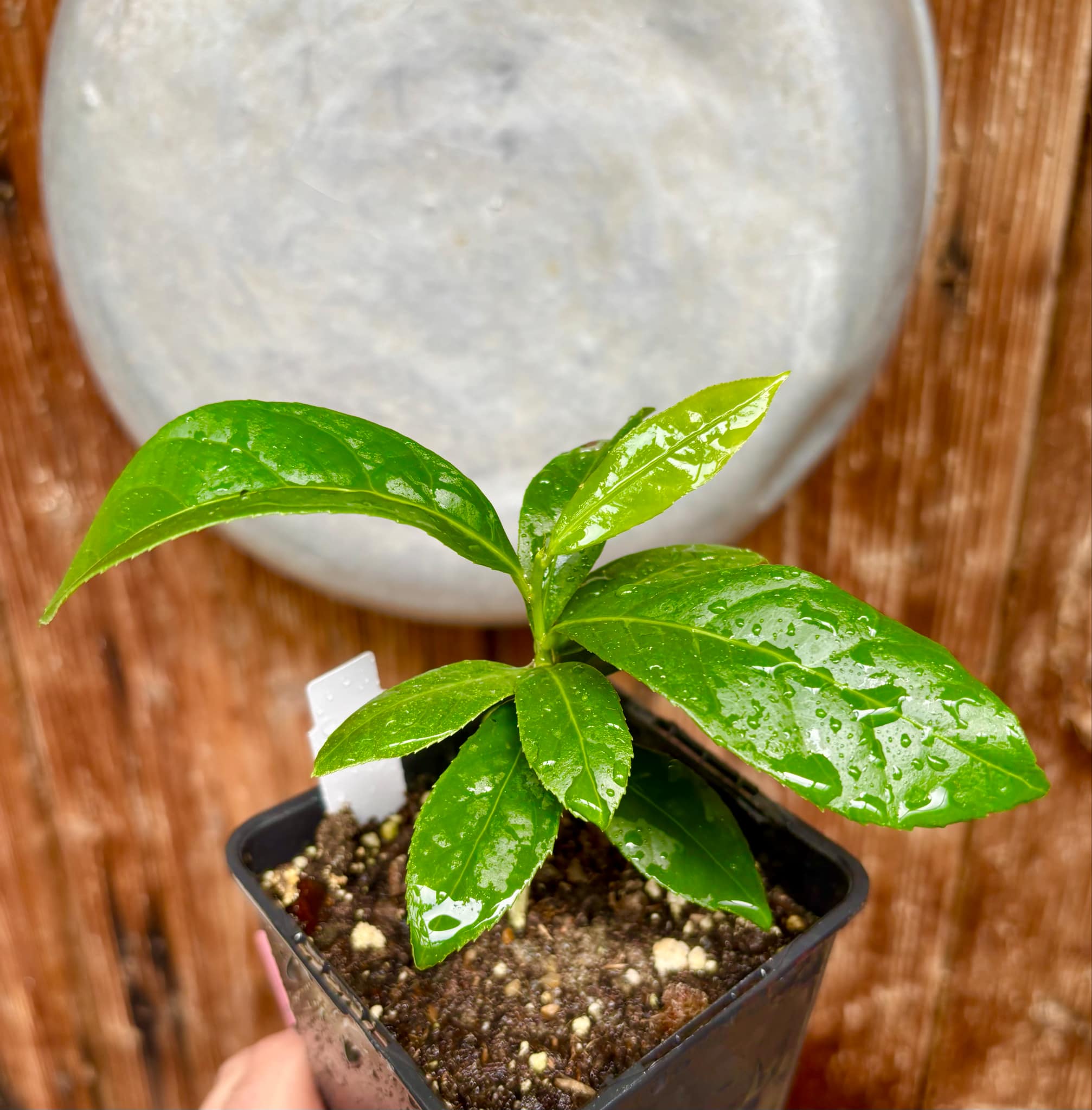 Siphonodon celastrineus  - 1 potted plant / 1 getopfte Pflanze