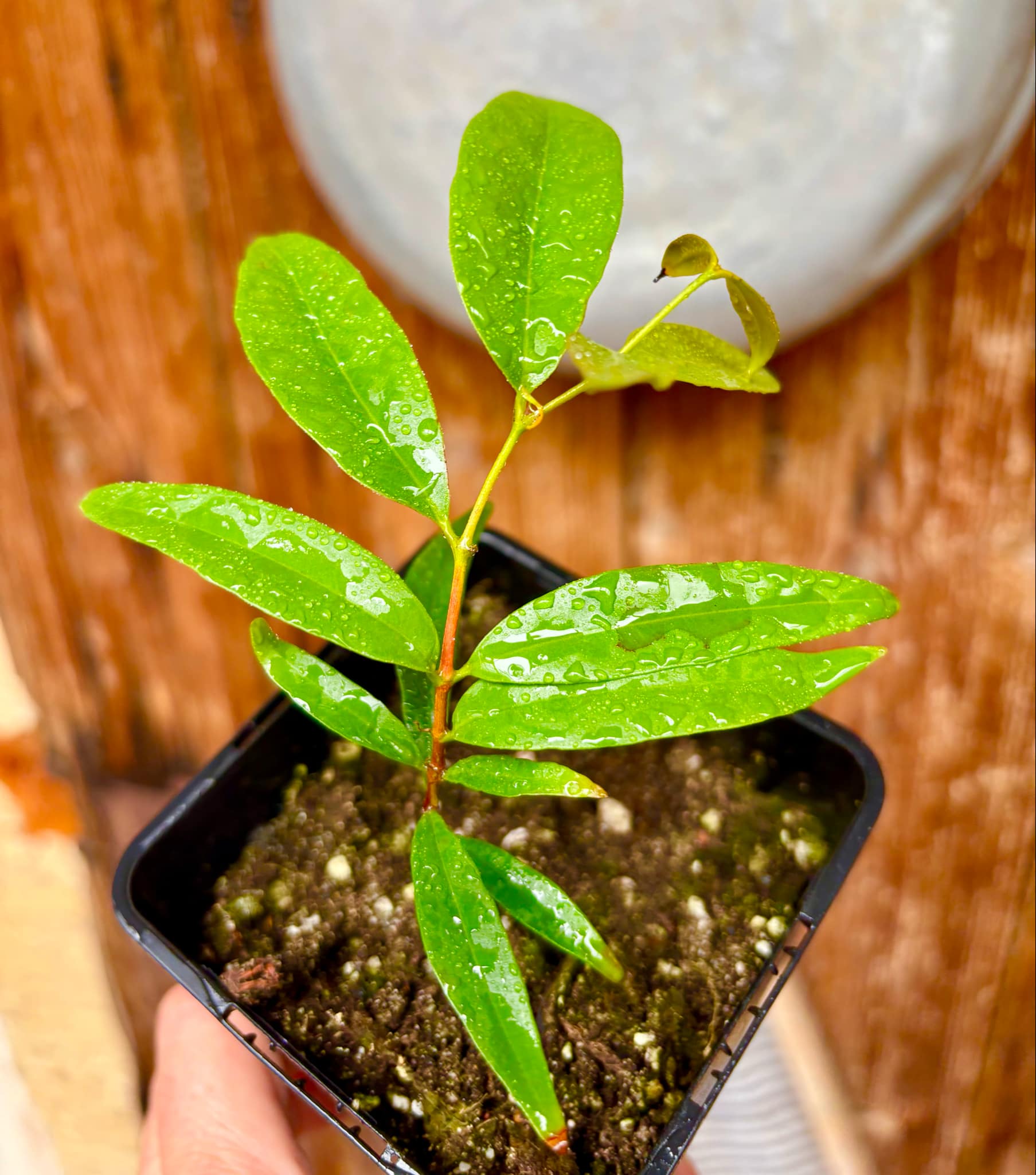 Marliera sp Cheirosa -  1 potted plant / 1 getopfte Pflanze