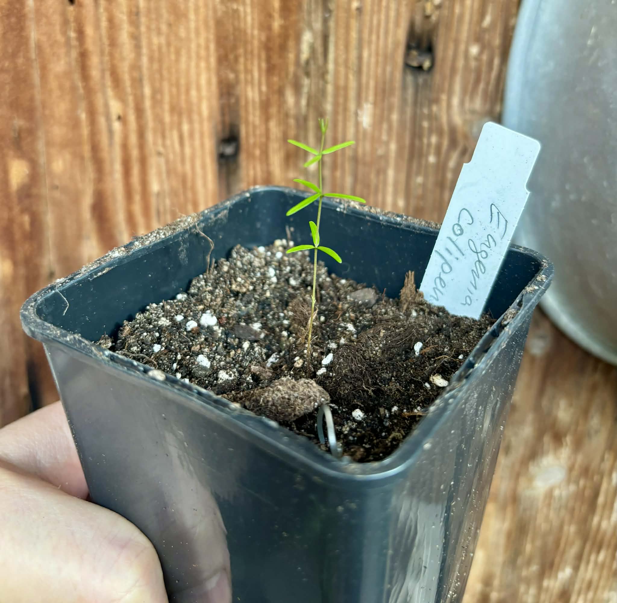 Eugenia colipensis - 1 potted seedling / 1 getopfter Sämling