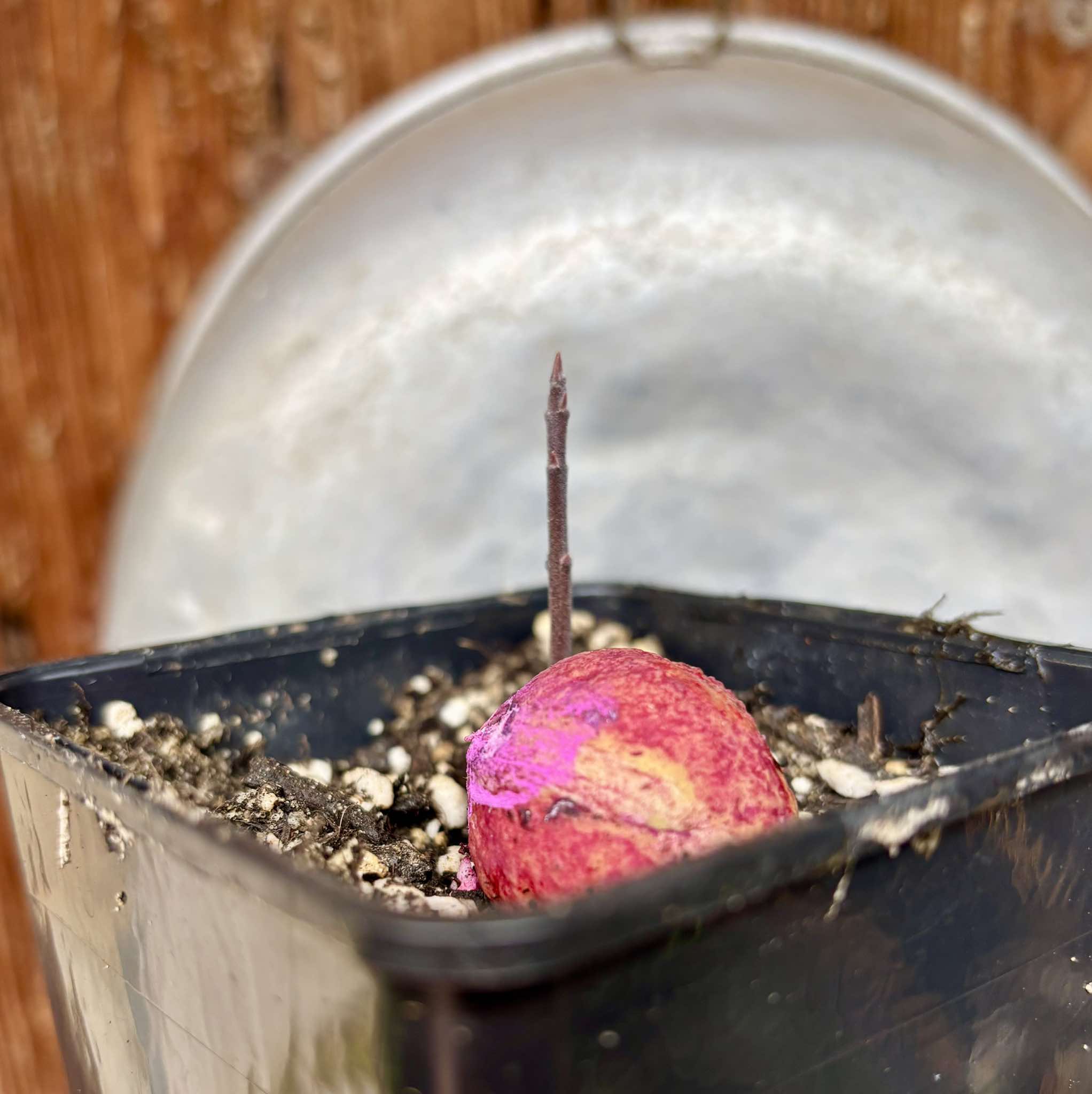 Eugenia sp BIG Maca-  1 small potted seedling / 1 kleiner, getopfter Sämling