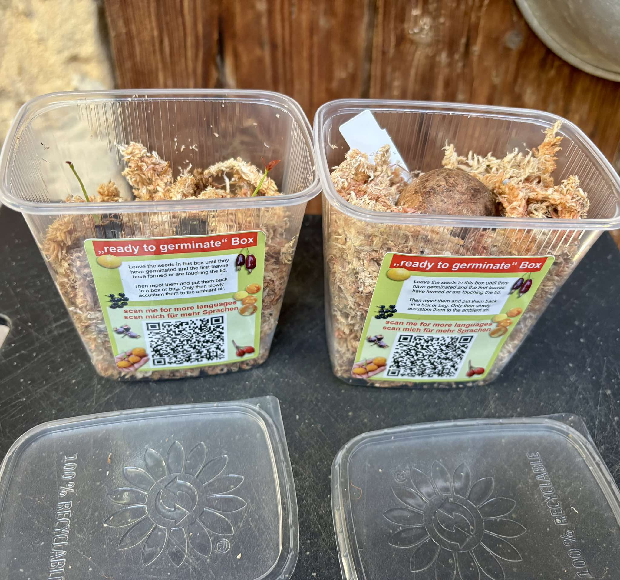 "ready to germinate" box - Keimbox