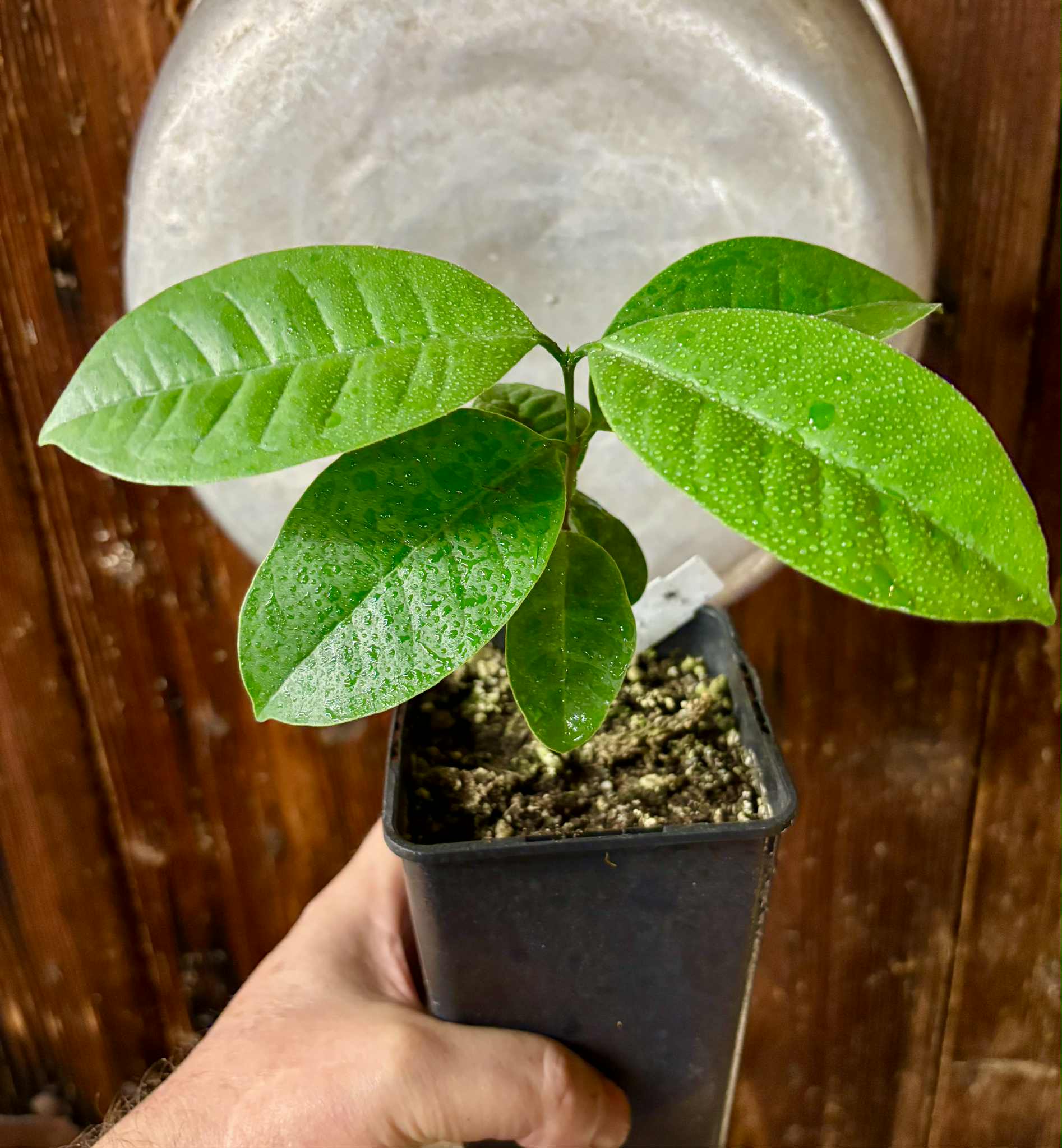 Eugenia bahiensis  - 1 potted plant / 1 getopfte Pflanze