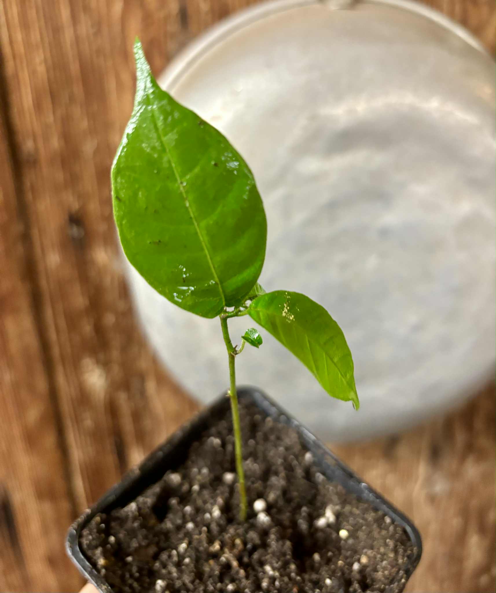 Kesusu (Prainea limpato) - 1 potted seedling / 1 getopfter Sämling
