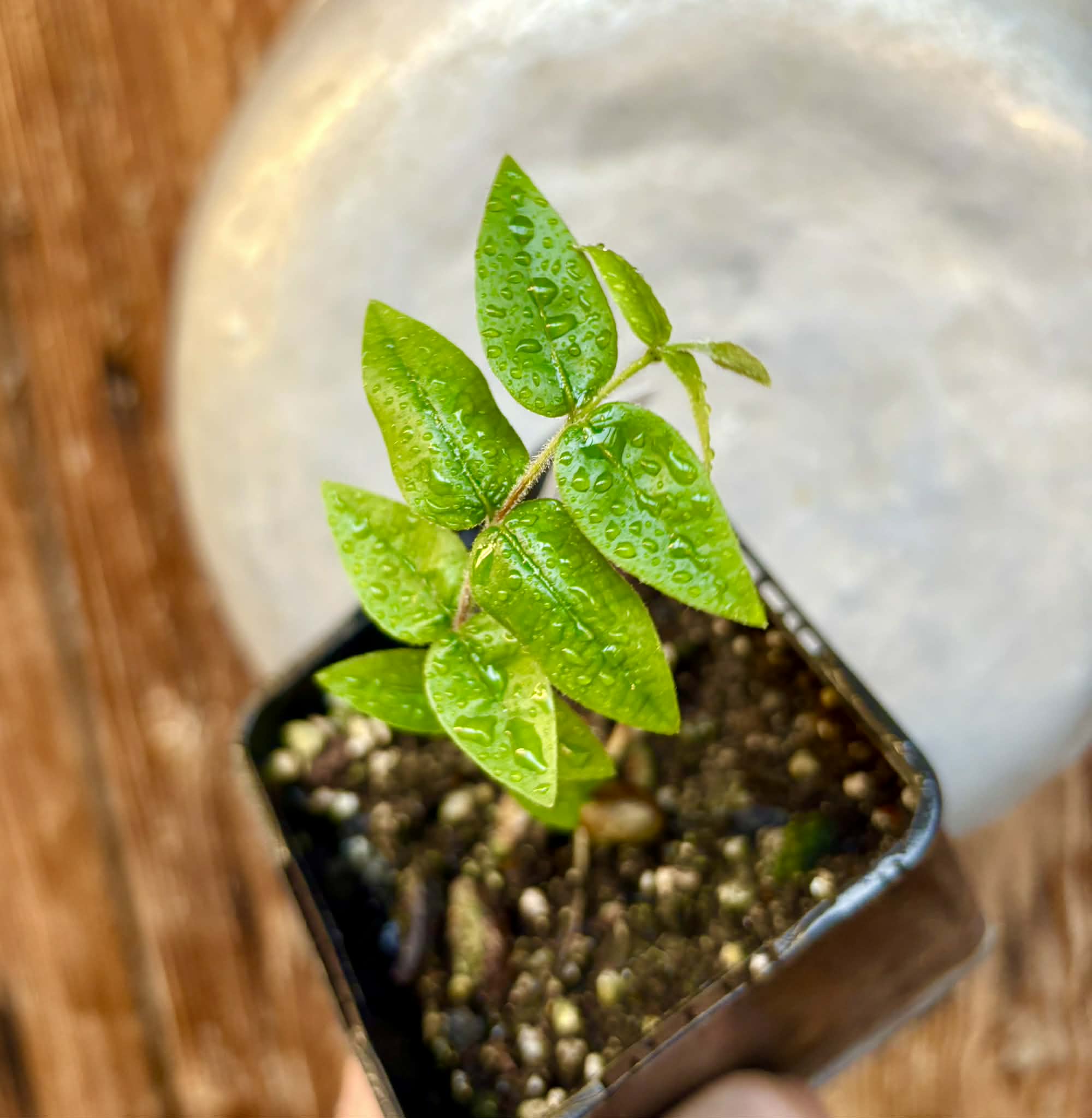 Myrciaria pilosa -  1 small potted seedling  / 1 kleiner getopfter Sämling