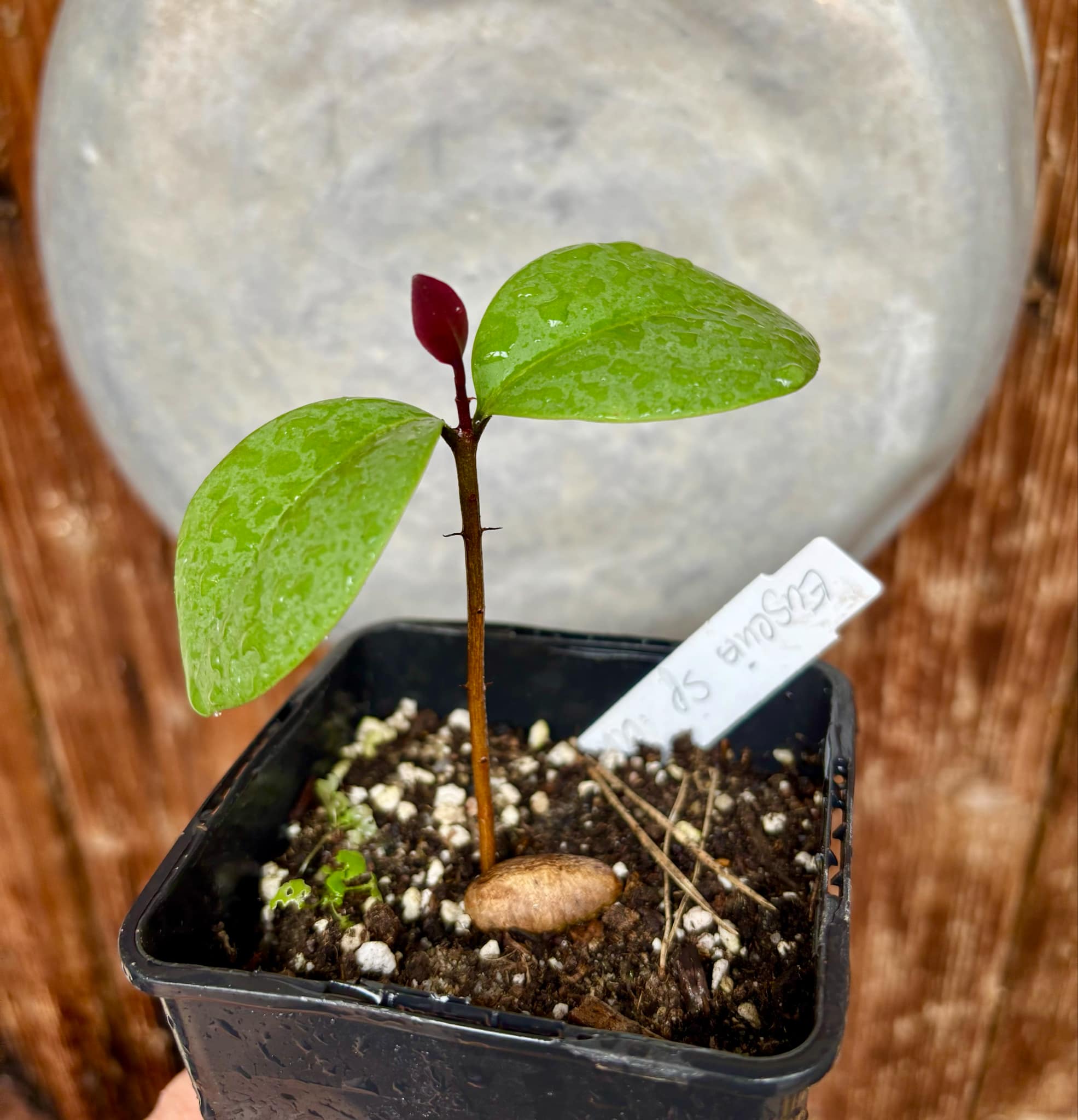 Eugenia sp Unana -  1 small potted seedling / 1 kleiner getopfter Sämling