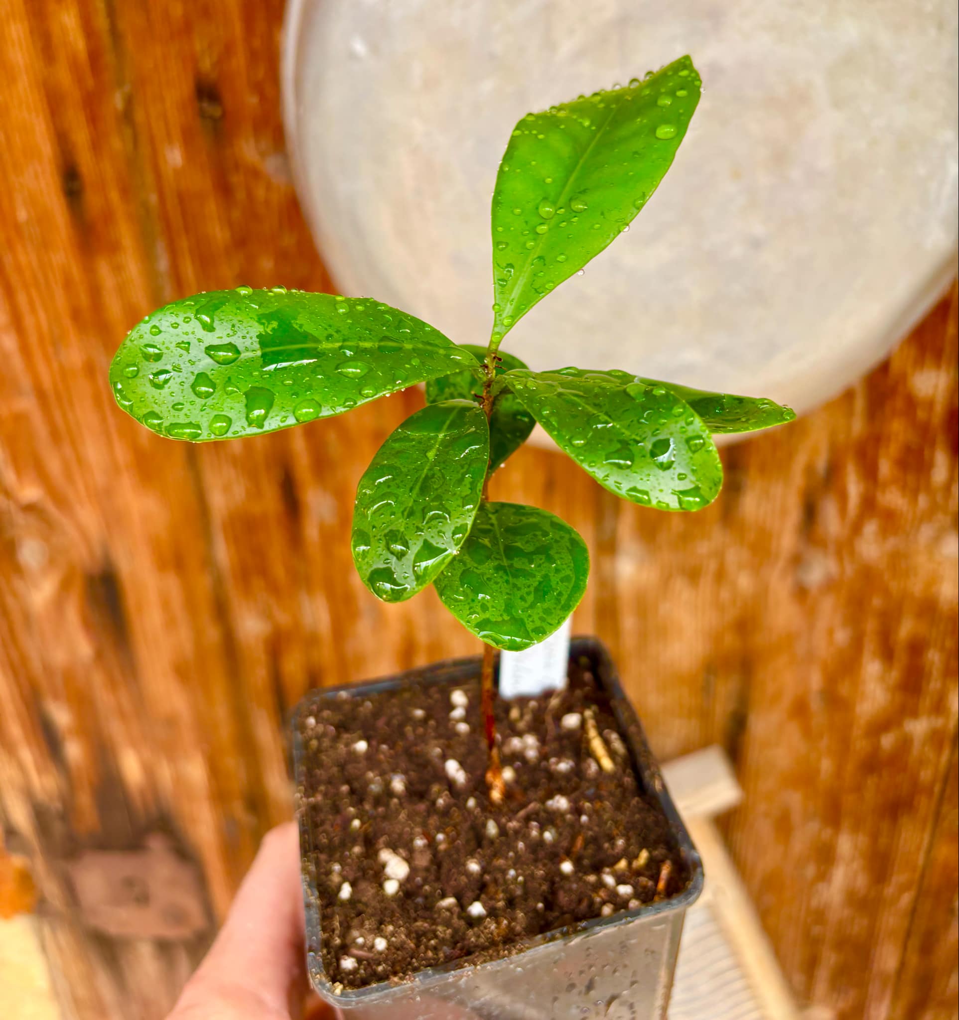 Myrcia sp Jequitinhonha - 1 potted seedling / 1 getopfter Sämling