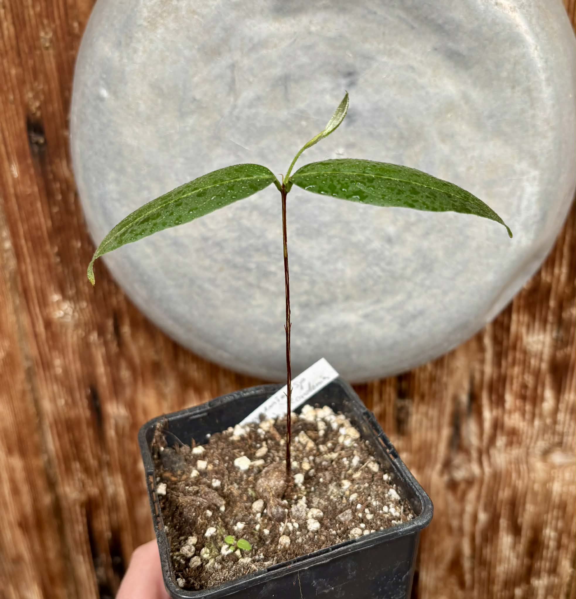 Eugenia sp amarela de Rondonia - 1 potted seedling / 1 getopfter Sämling
