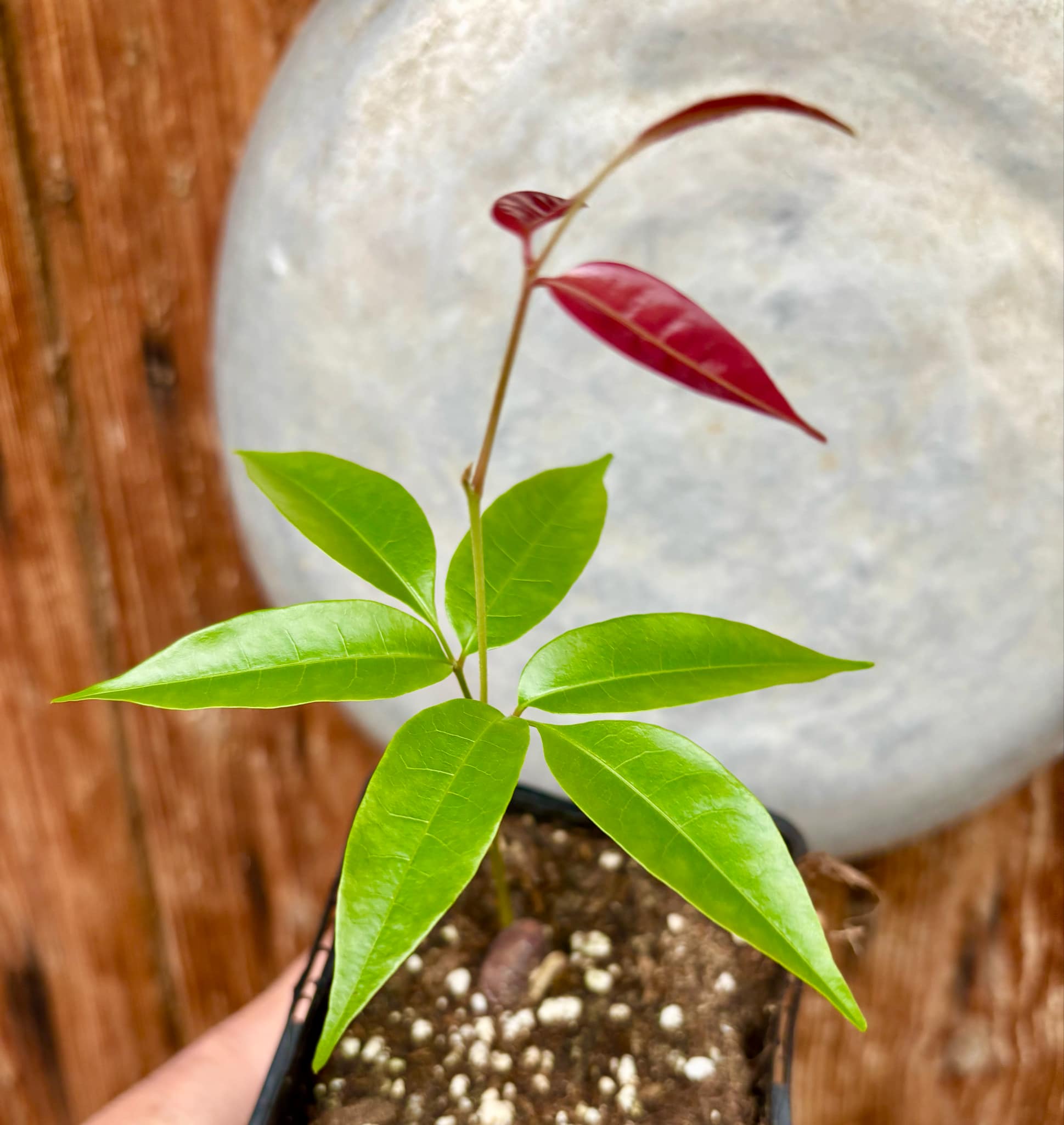 Talisia cerasina - 1 potted seedling / 1 getopfter Sämling
