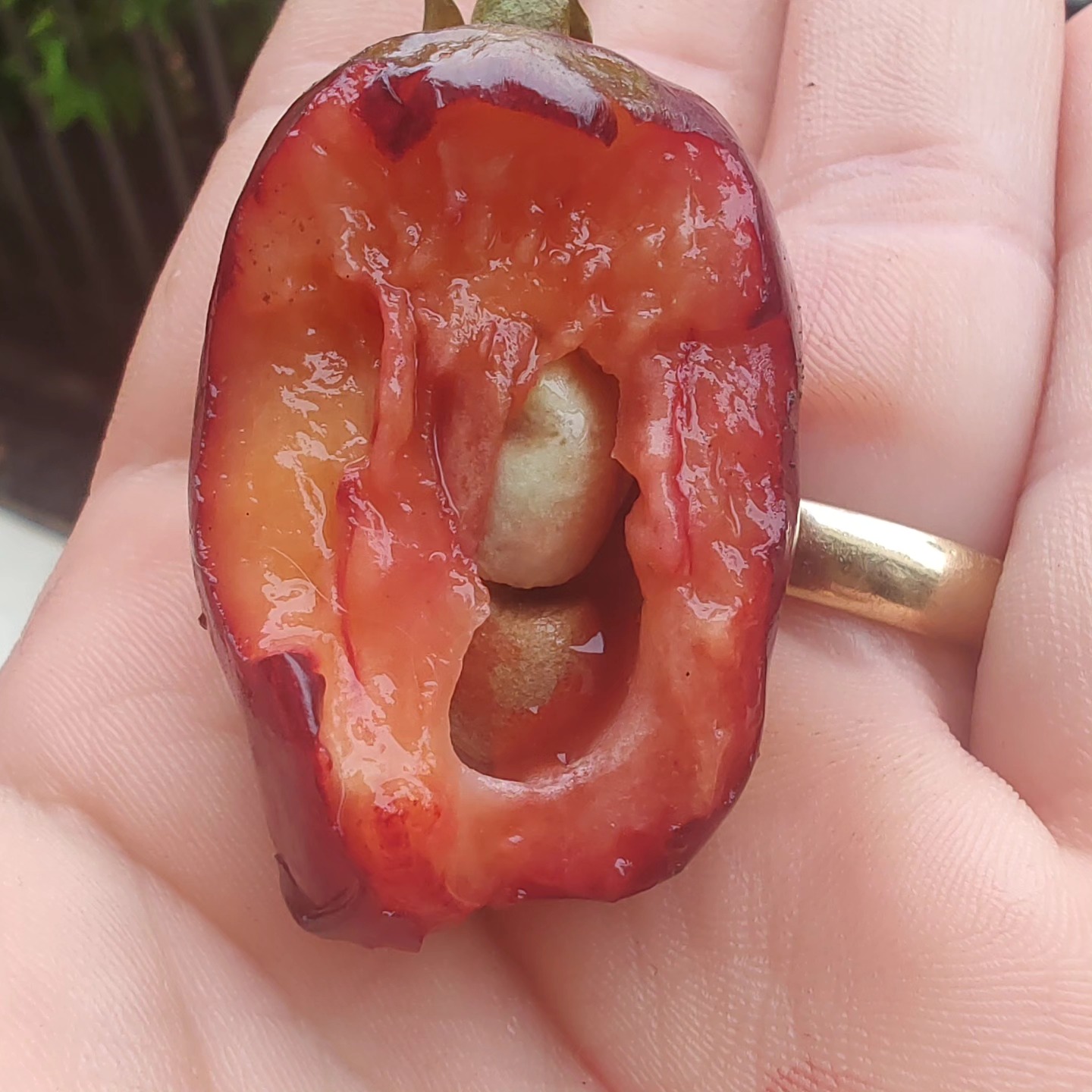 Cherry of Rio Grande var. Gigante (Eugenia involucrata) - 1 fresh seed / 1 frischer Samen